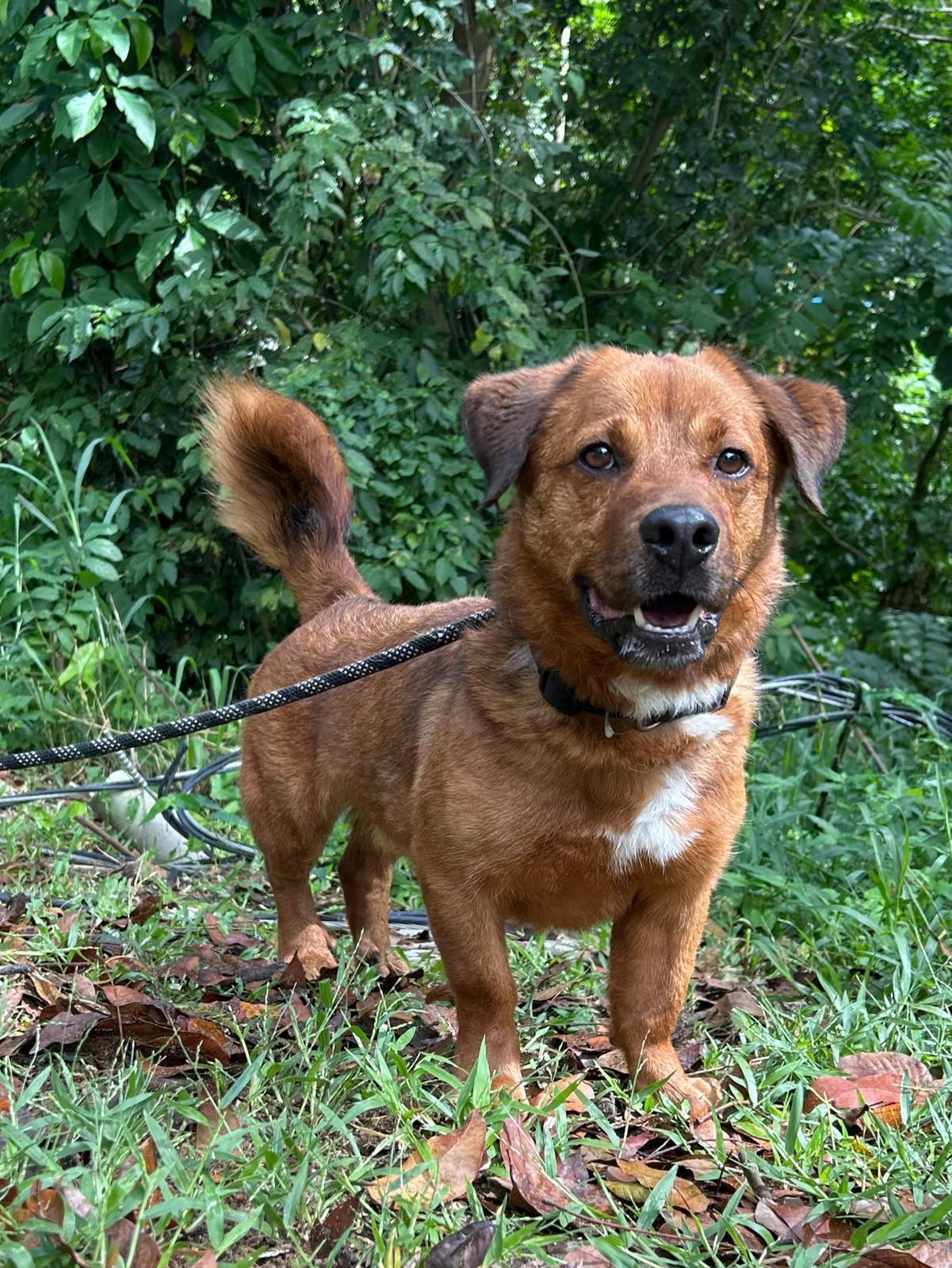 Enlarge Perky Pekeke, a Adoptable mixed breed in Punta Santiago, PR image 3/3