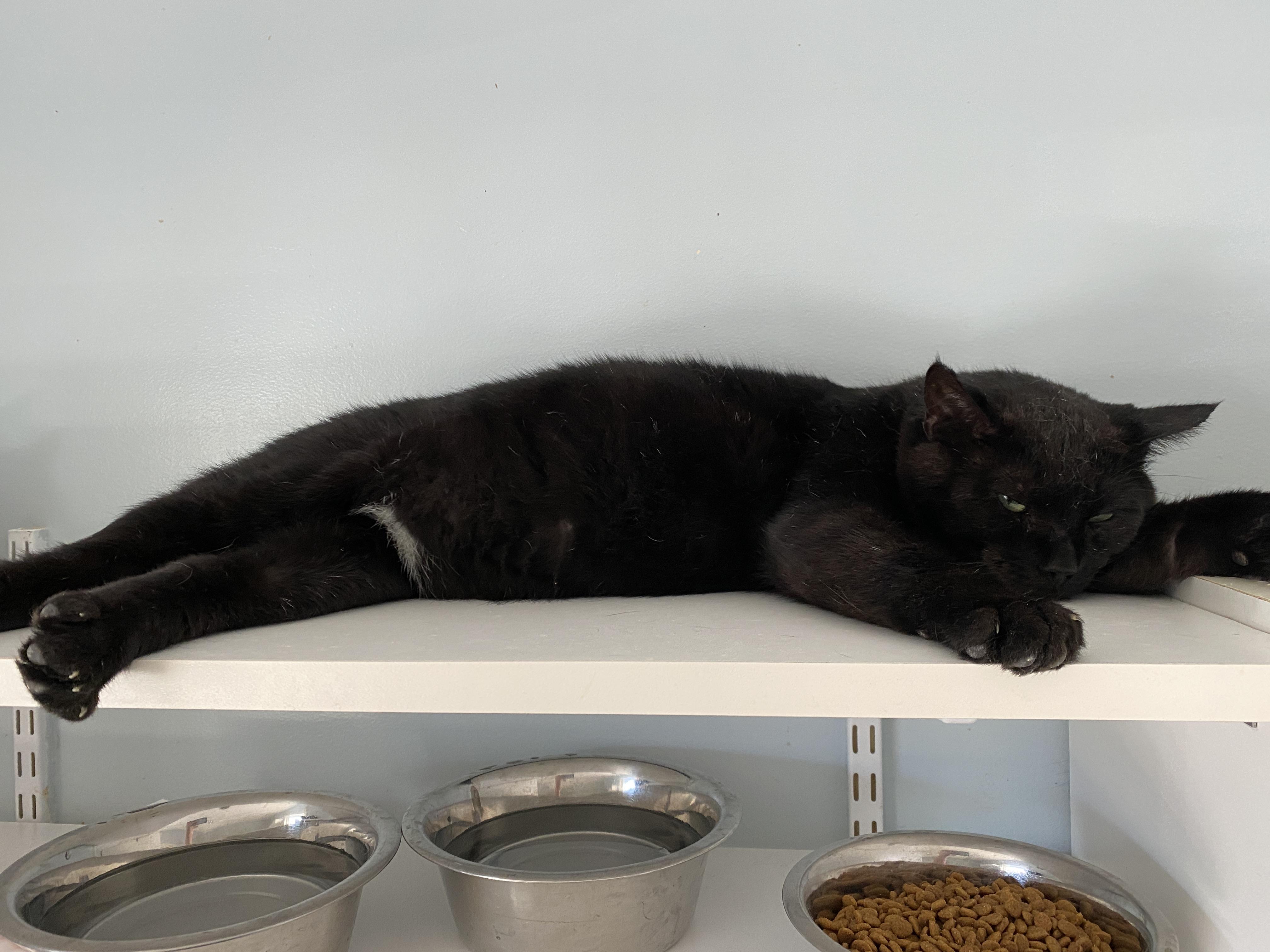 Enlarge Wedson, an adopted Domestic Short Hair in Salisbury, MA image 3/6