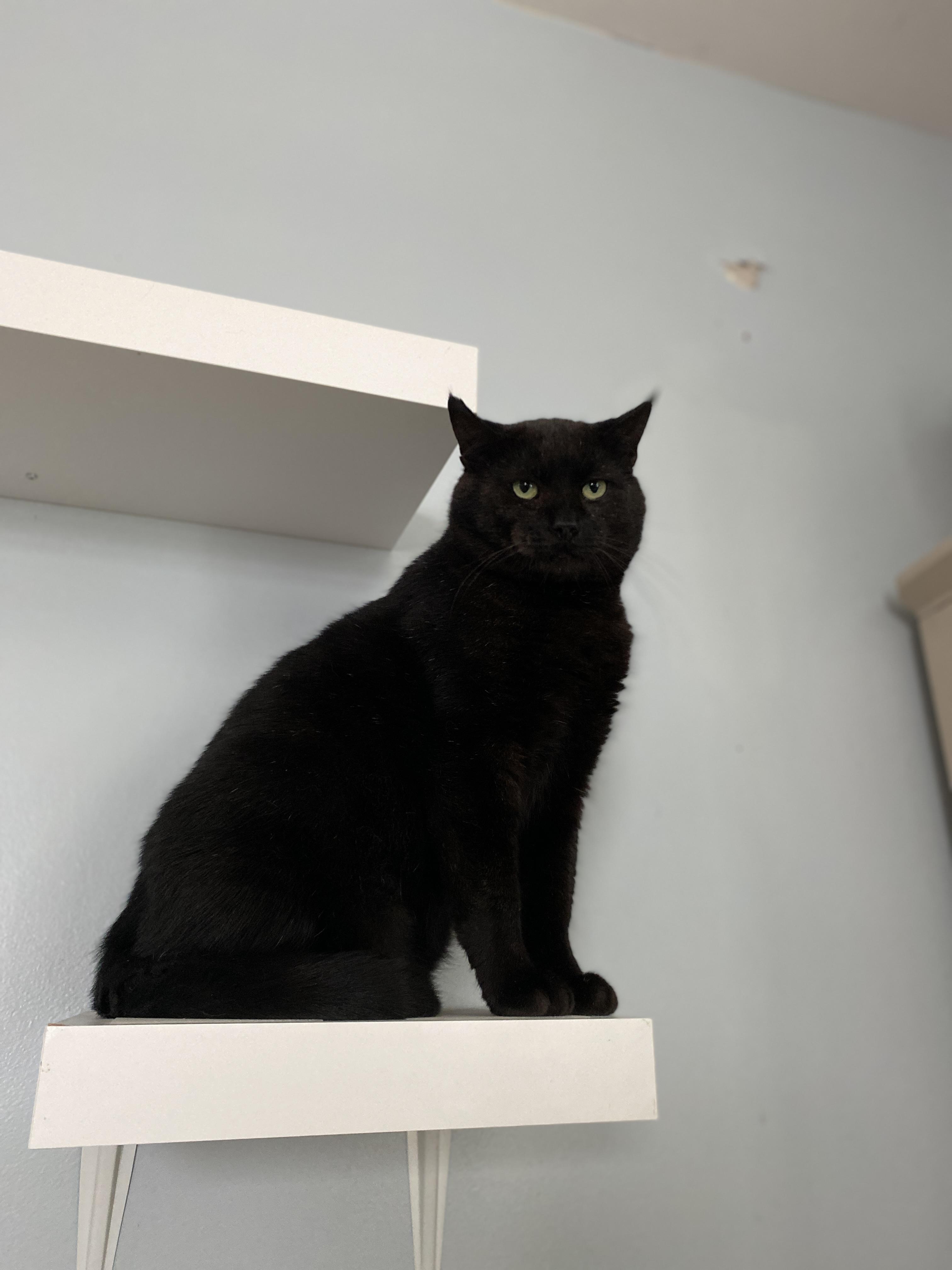 Enlarge Wedson, an adopted Domestic Short Hair in Salisbury, MA image 4/6