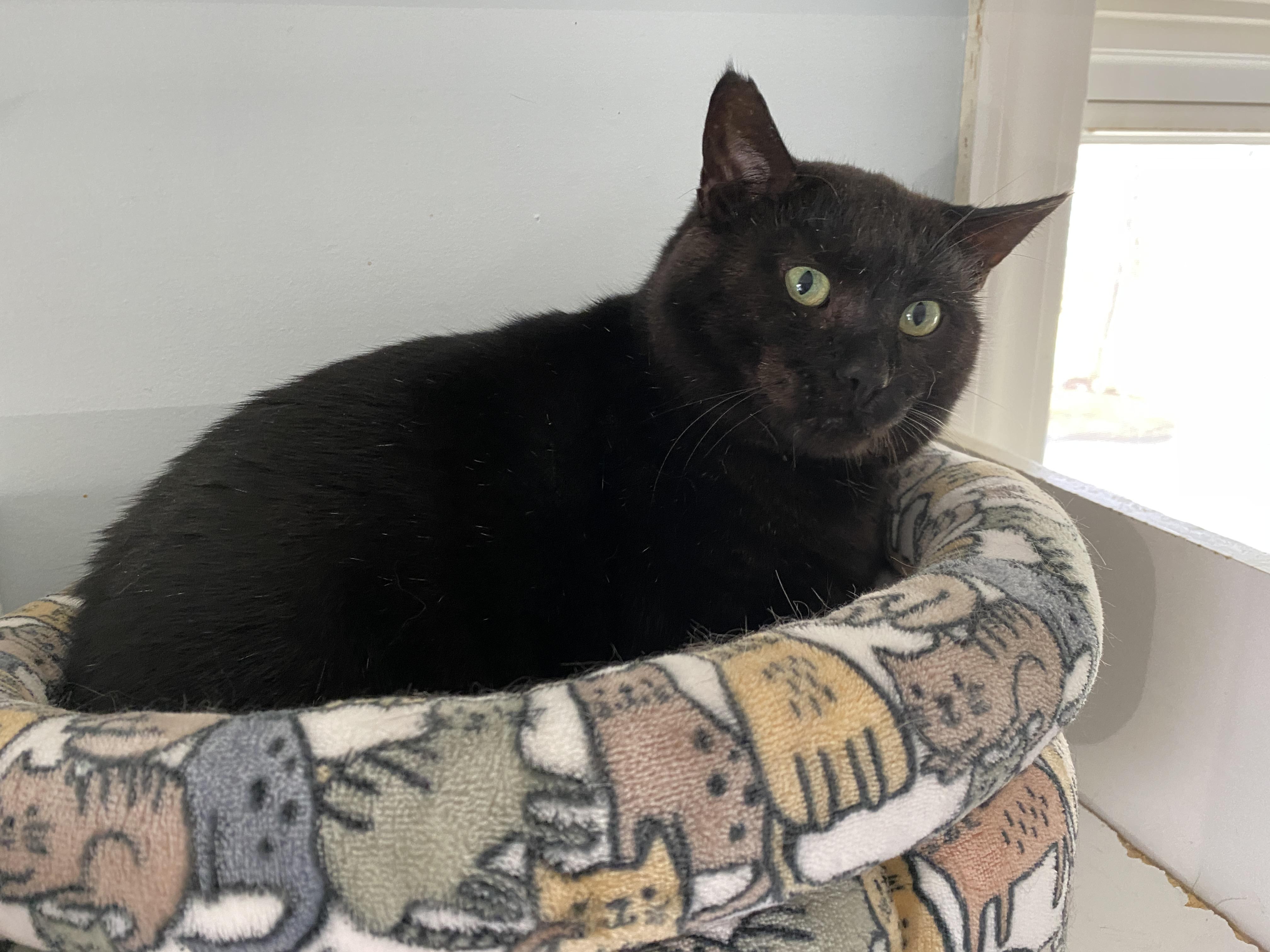 Enlarge Wedson, an adopted Domestic Short Hair in Salisbury, MA image 1/6