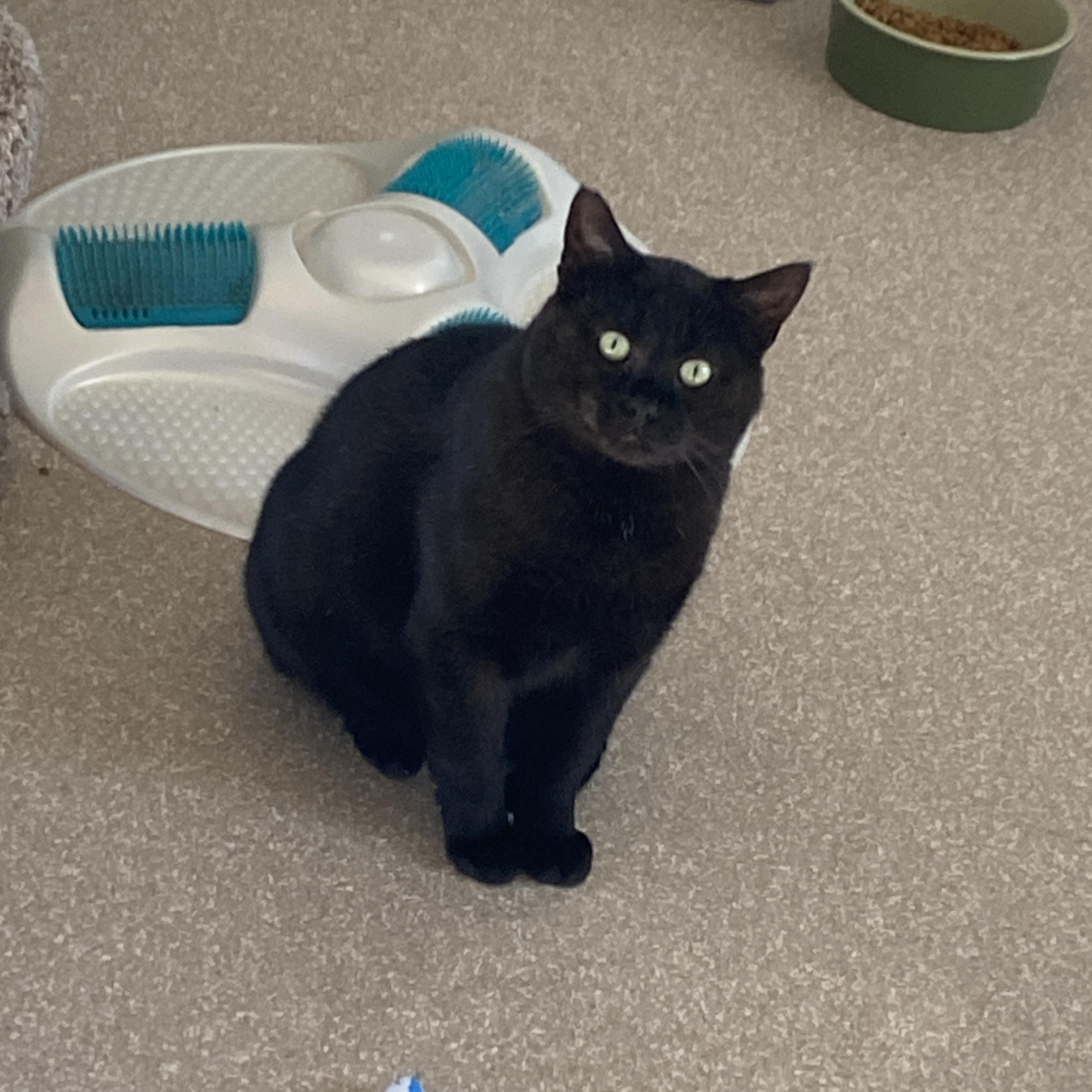 Wedson, Adoptable, Adult Male Domestic Short Hair.