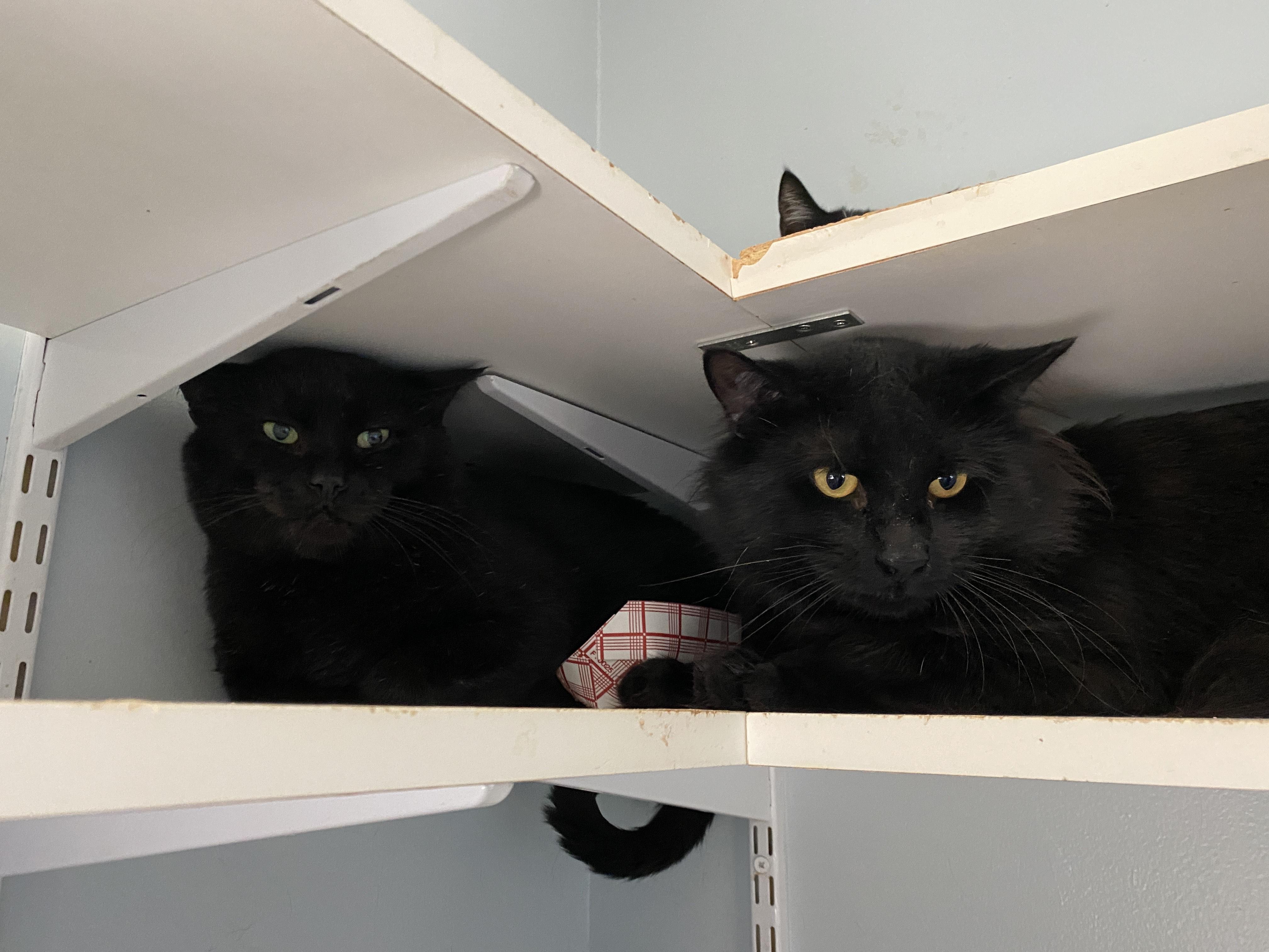 Enlarge Wedson, an adopted Domestic Short Hair in Salisbury, MA image 5/6