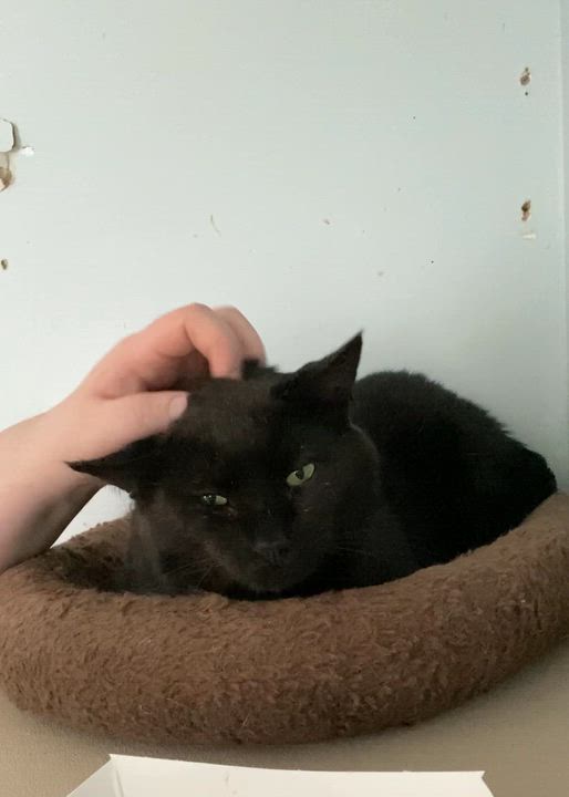 Enlarge Wedson, an adopted Domestic Short Hair in Salisbury, MA video 2/6