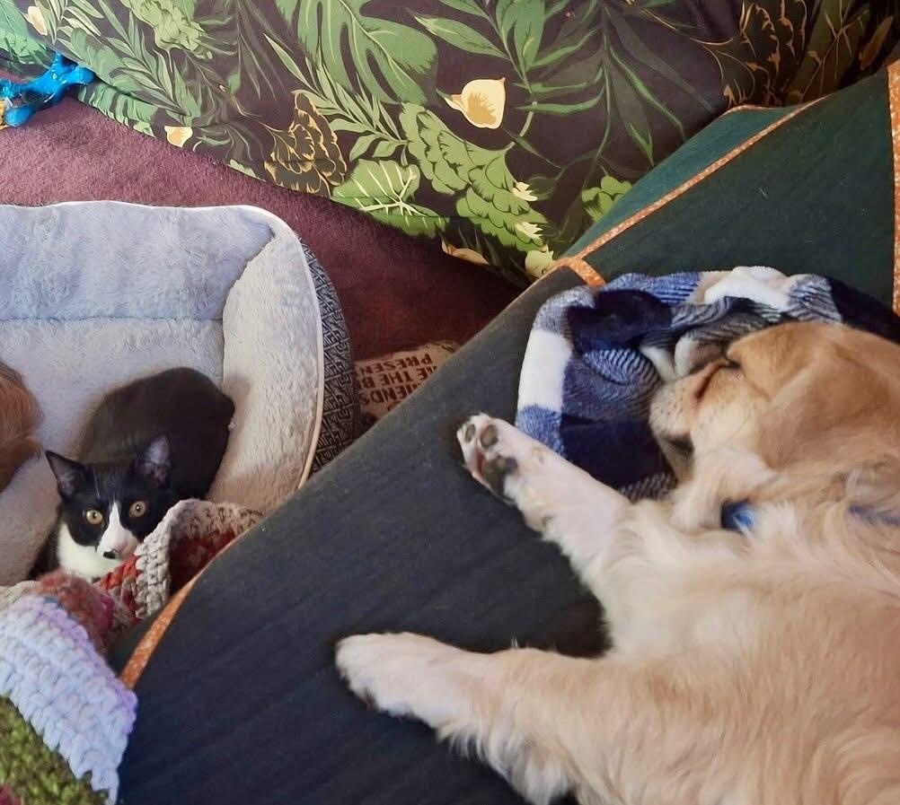 Enlarge Panko, a Adopted mixed breed in Las Vegas, NV image 2/6