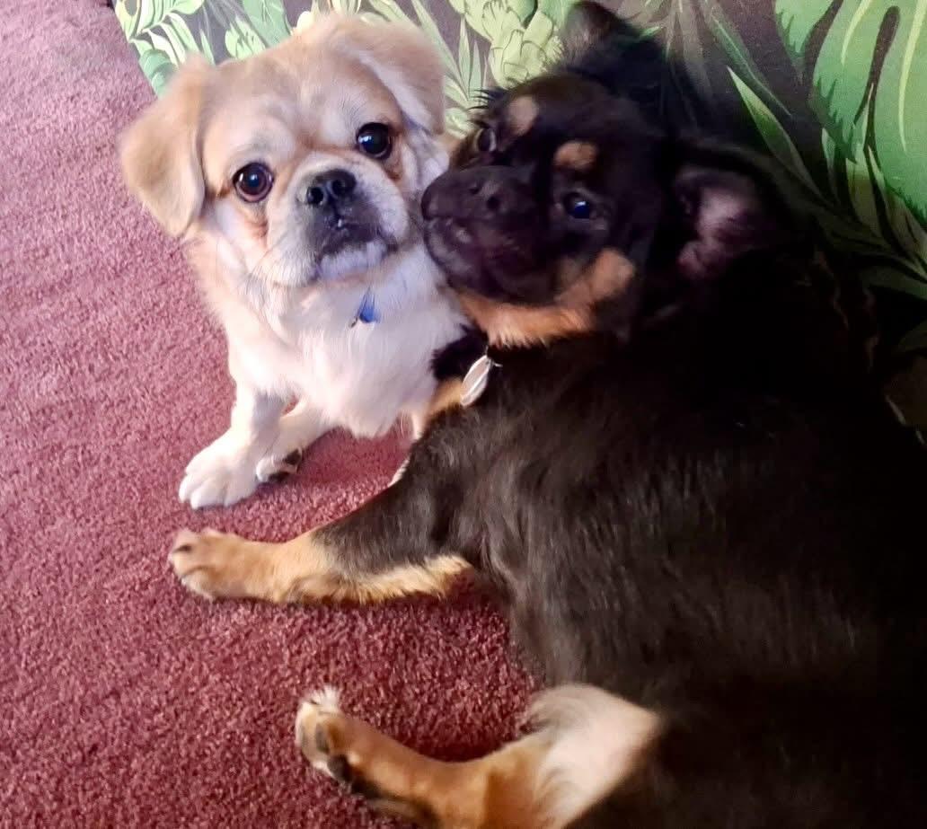 Enlarge Panko, a Adopted mixed breed in Las Vegas, NV image 3/6