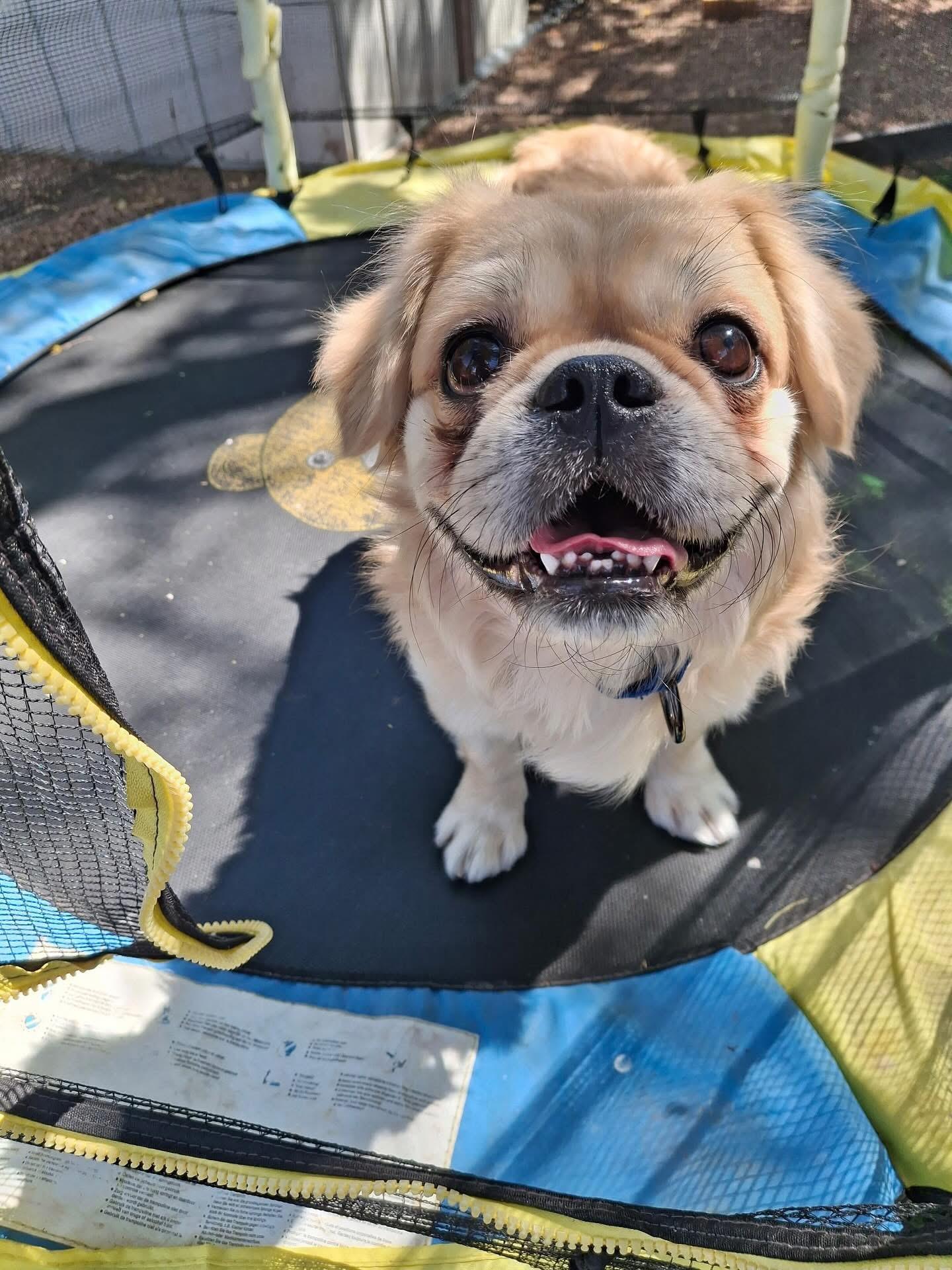 Enlarge Panko, a Adopted mixed breed in Las Vegas, NV image 4/6