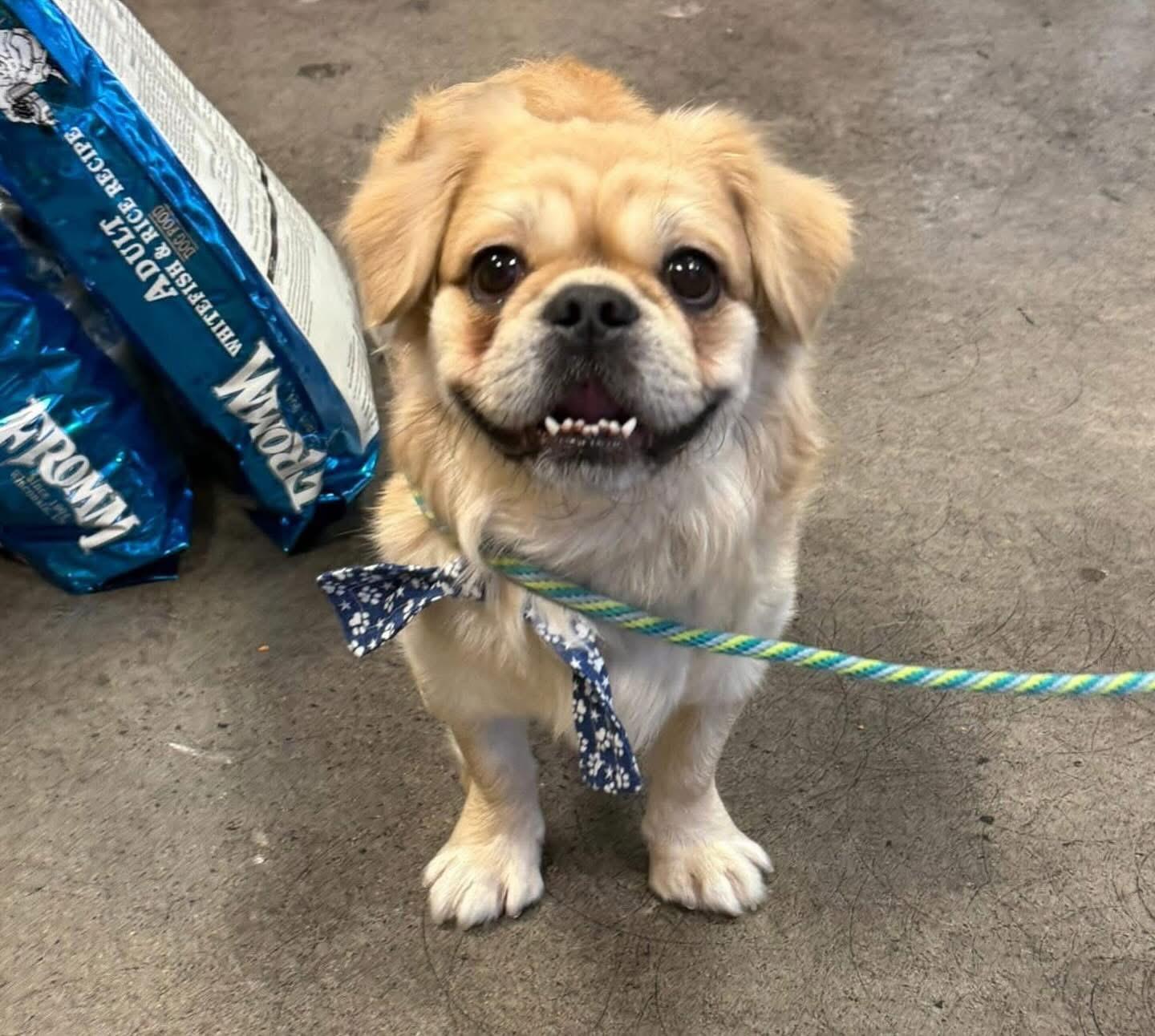 Enlarge Panko, a Adopted mixed breed in Las Vegas, NV image 5/6