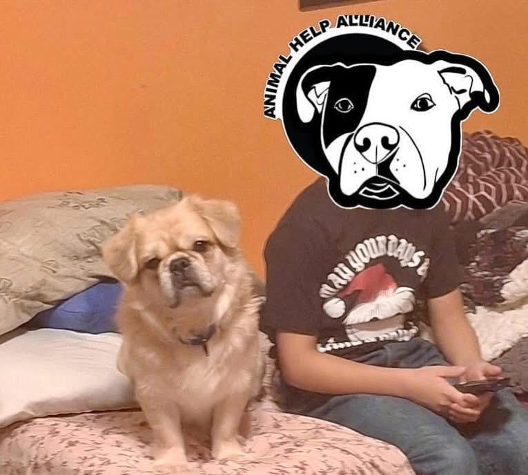 Enlarge Panko, a Adopted mixed breed in Las Vegas, NV image 6/6