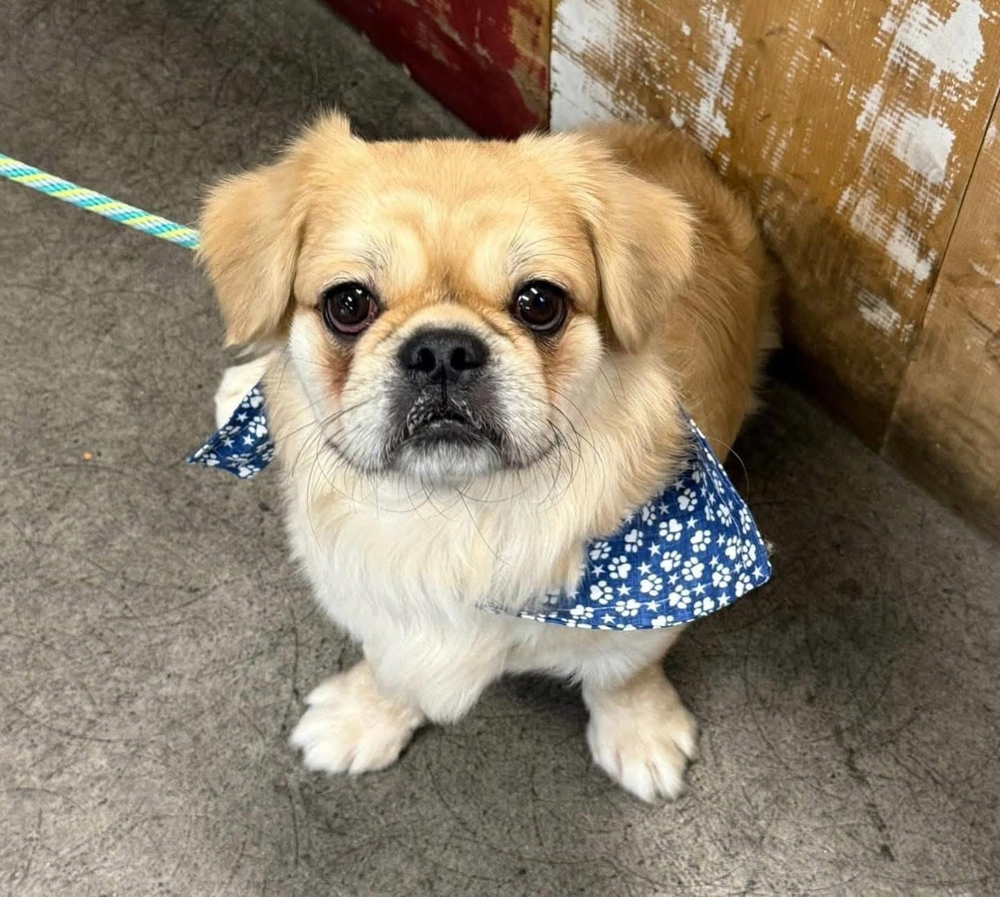 Panko, Adopted, Adult Male Pekingese & French Bulldog.