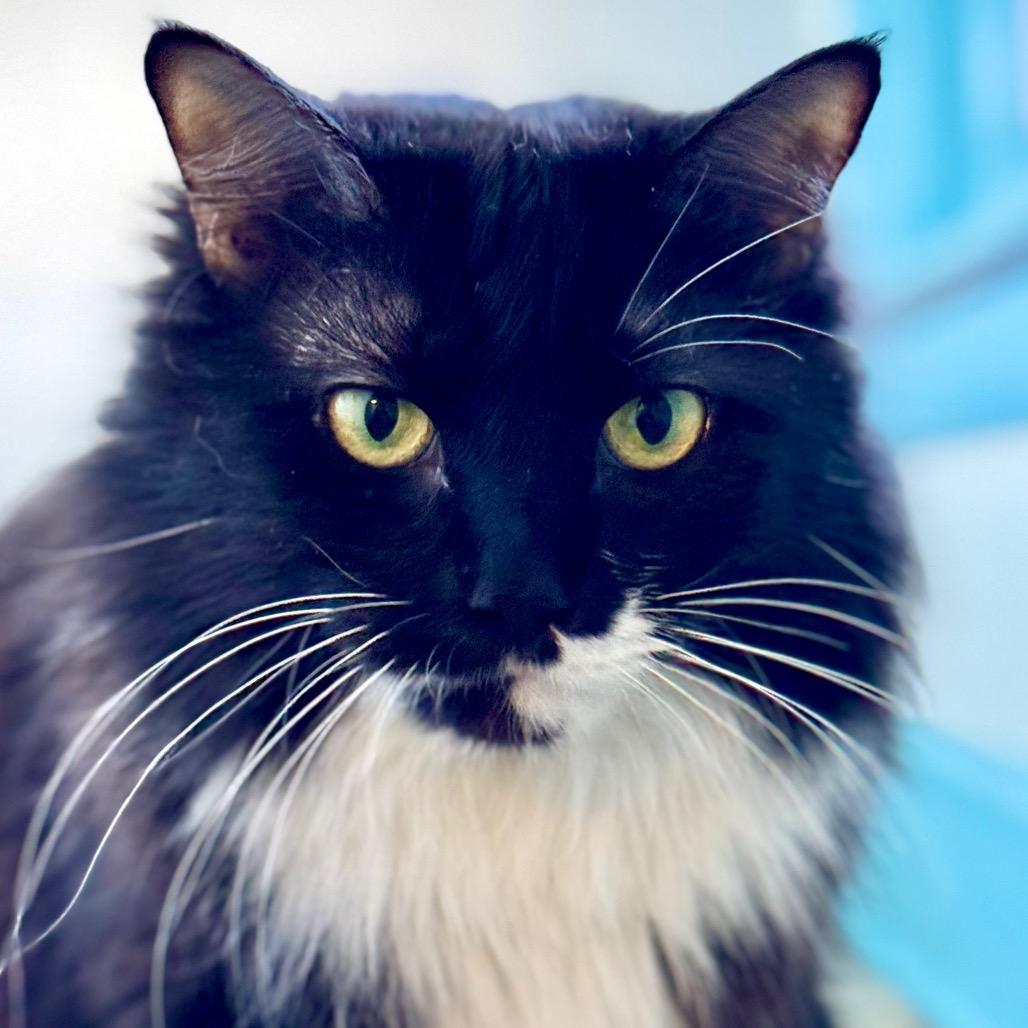 Enlarge Azula (I have a Secret Crush!), a Adoptable Domestic Long Hair in Decatur, GA image 1/6