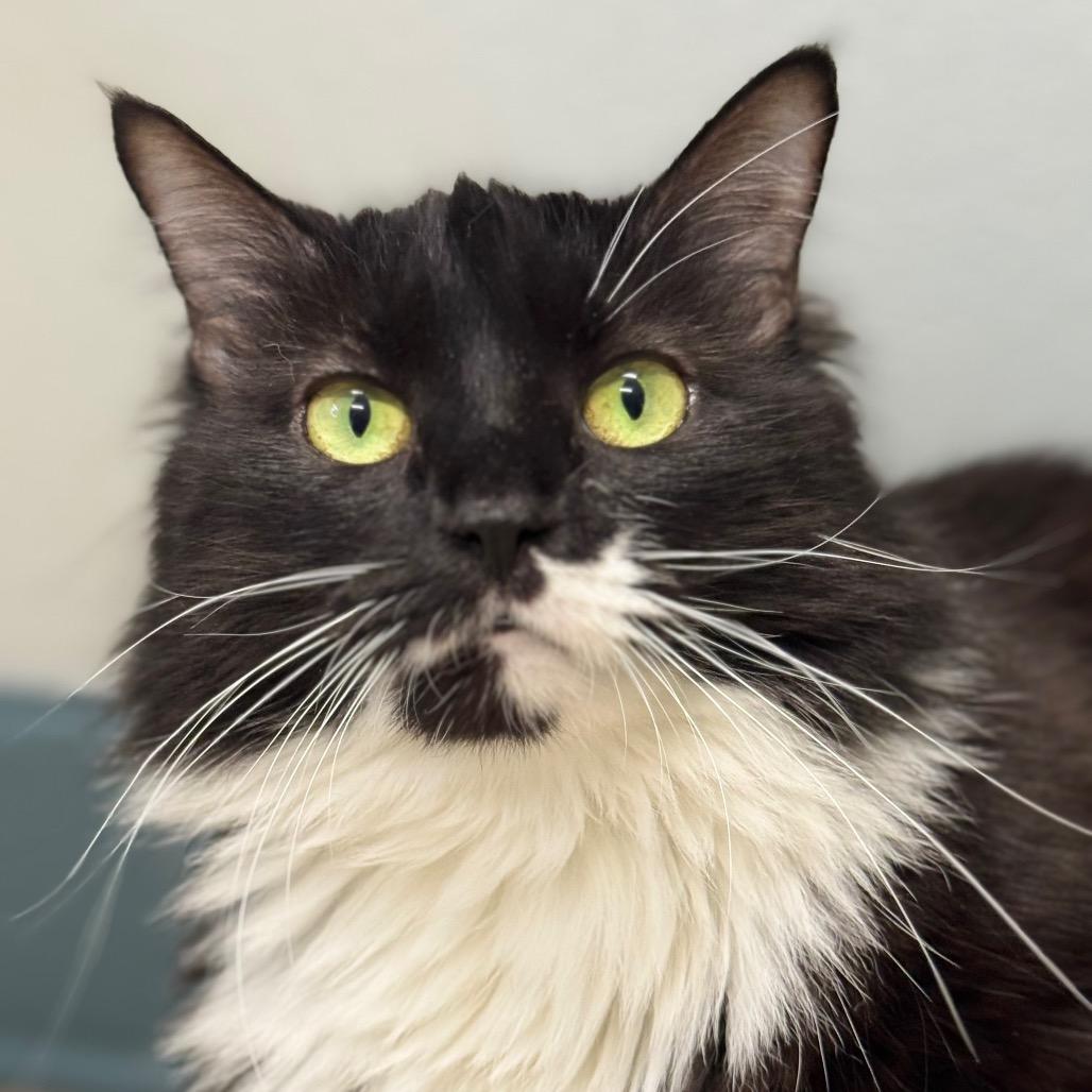 Enlarge Azula (I have a Secret Crush!), a Adoptable Domestic Long Hair in Decatur, GA image 2/6