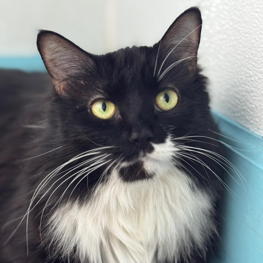 Enlarge Azula (I have a Secret Crush!), a Adoptable Domestic Long Hair in Decatur, GA image 3/6