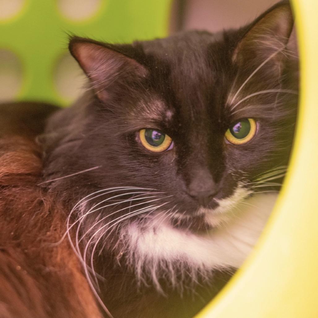 Enlarge Azula (I have a Secret Crush!), a Adoptable Domestic Long Hair in Decatur, GA image 4/6