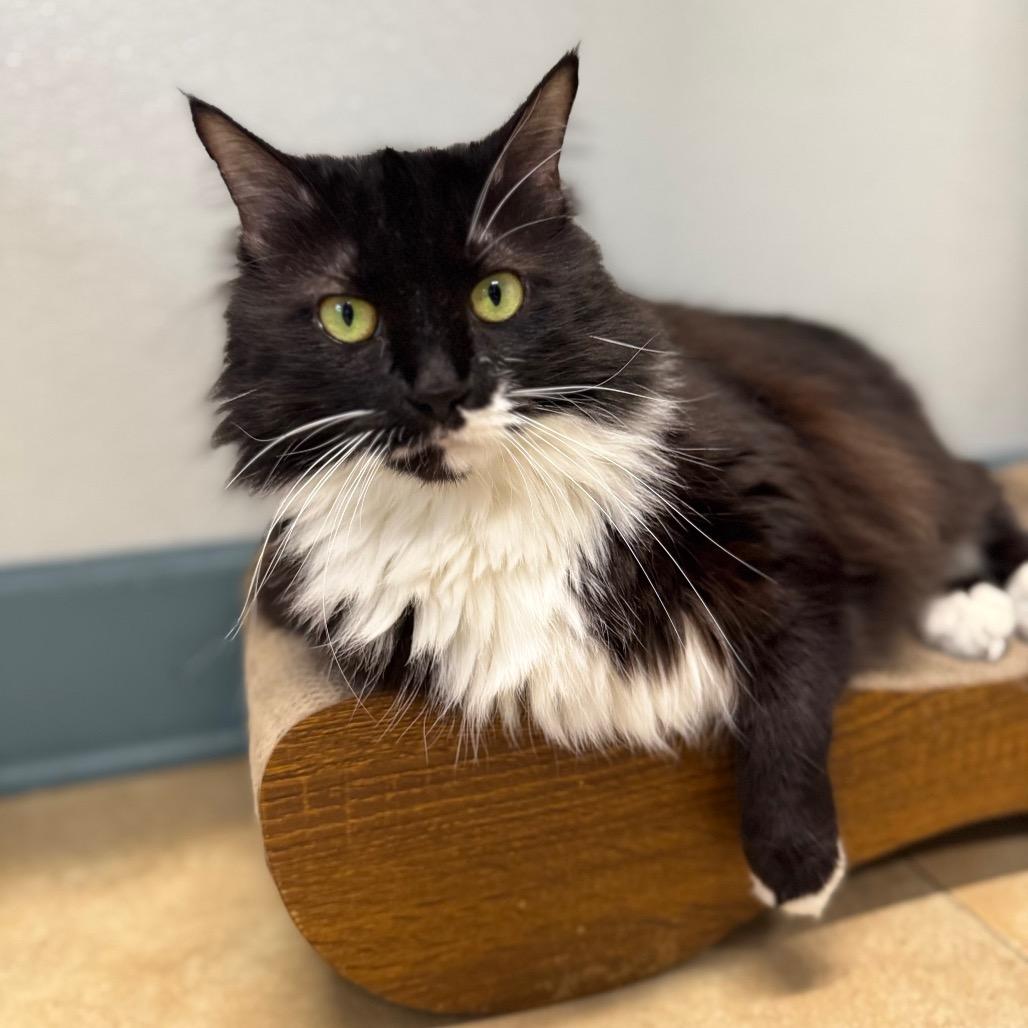 Enlarge Azula (I have a Secret Crush!), a Adoptable Domestic Long Hair in Decatur, GA image 5/6