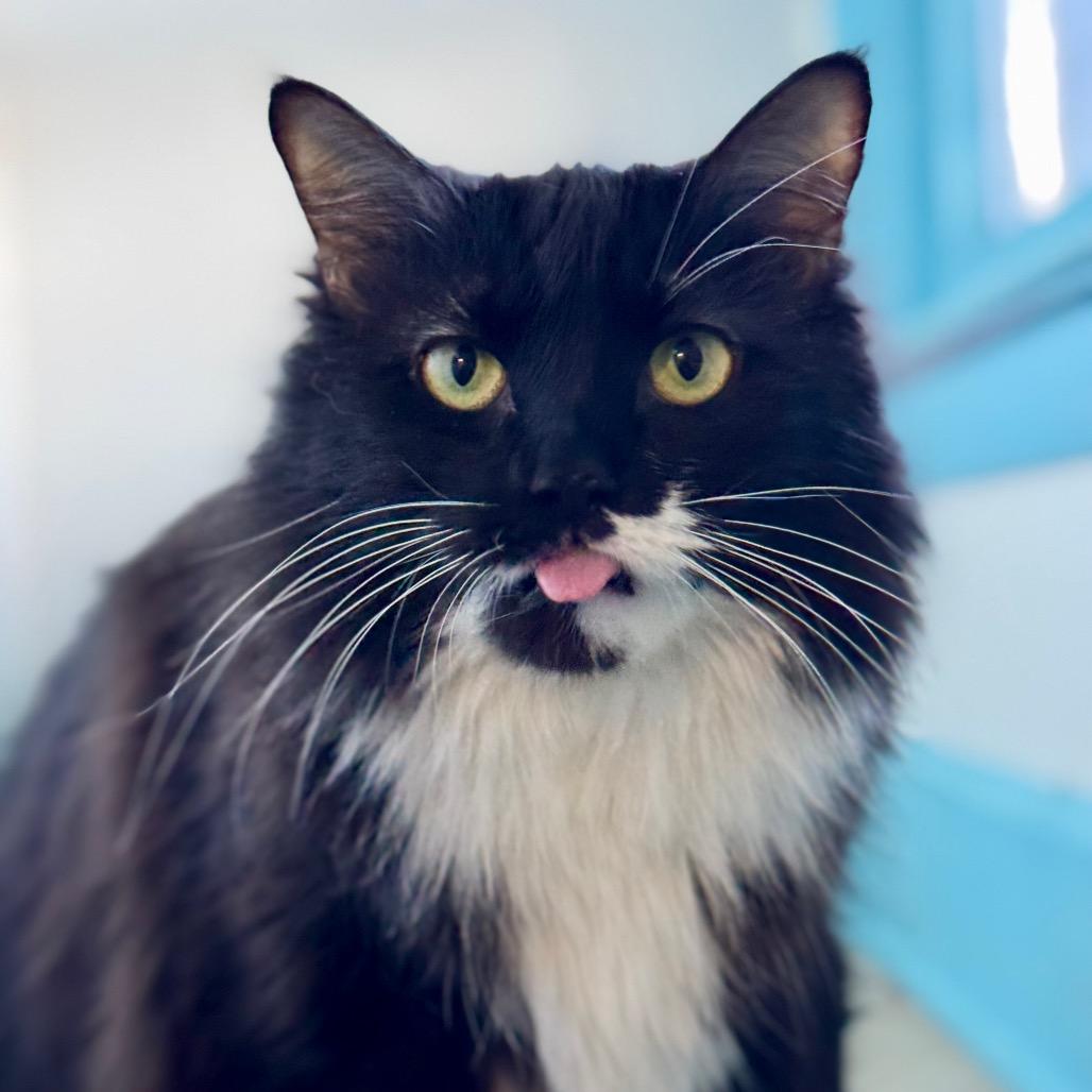 Enlarge Azula (I have a Secret Crush!), a Adoptable Domestic Long Hair in Decatur, GA image 6/6