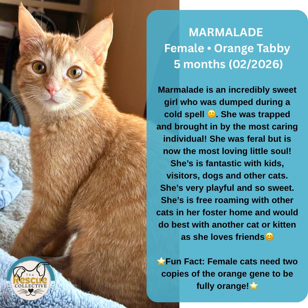 Marmalade, ADOPTABLE, Young Female Tabby.