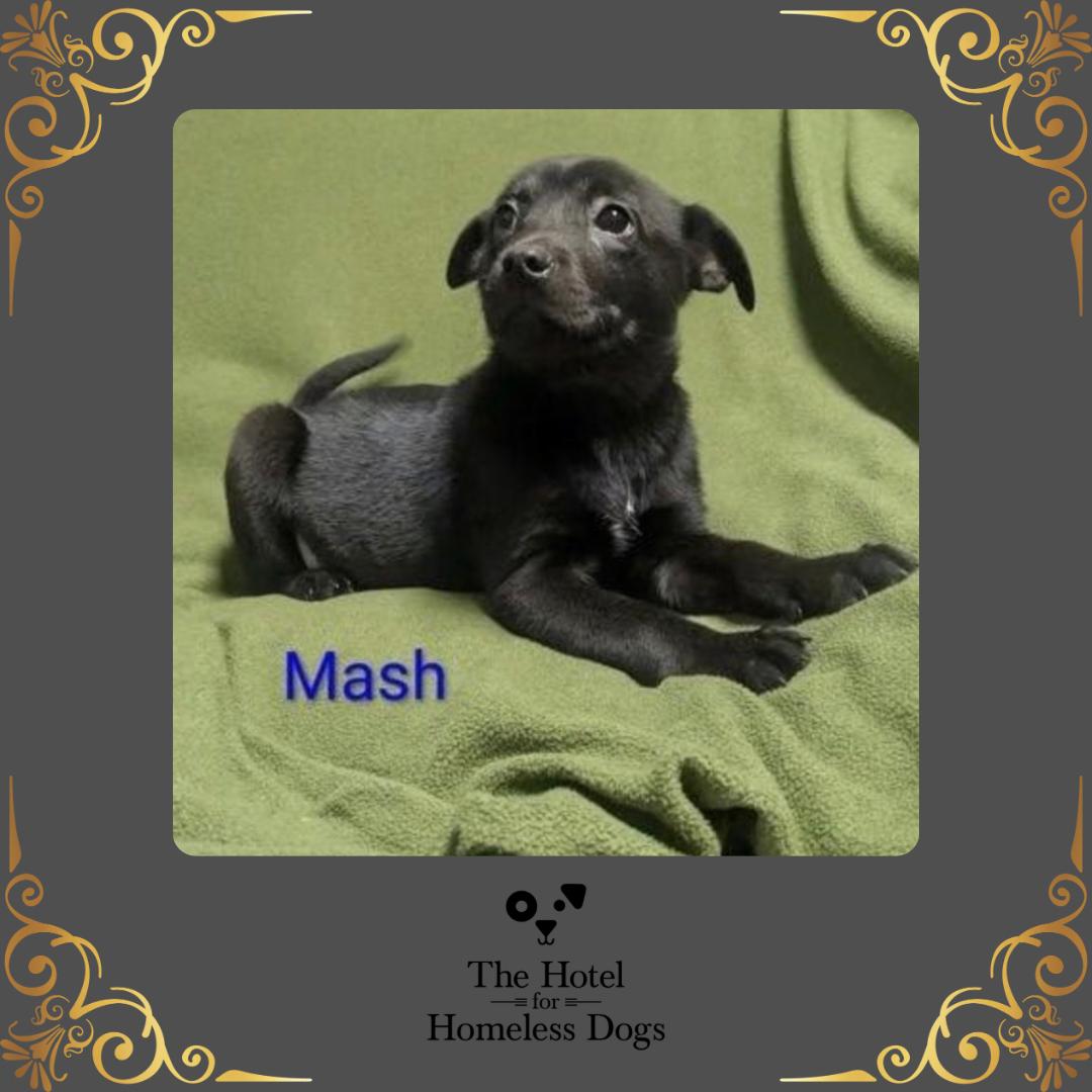 Milo, adopted, Puppy Male Labrador Retriever & Terrier.