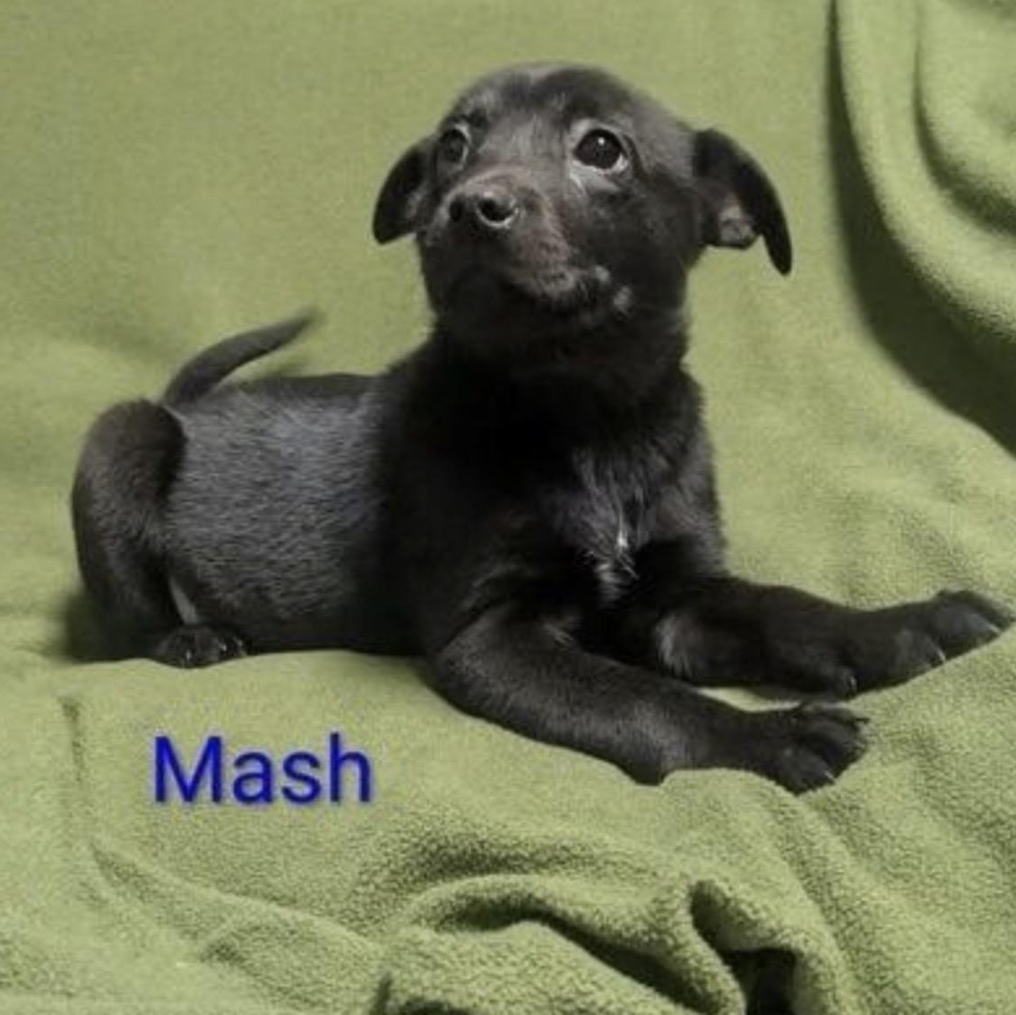 Enlarge Milo, an adopted mixed breed in Cumberland, RI image 2/2