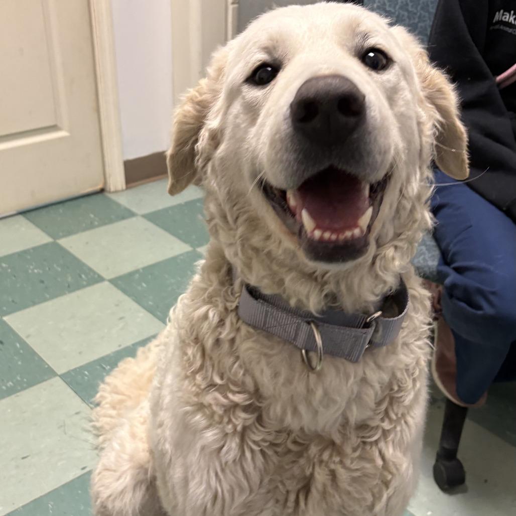 Enlarge Paloma, a Adoptable Kuvasz in South Burlington, VT image 1/6