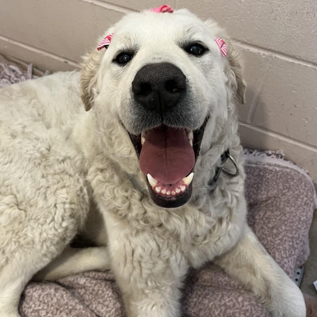 Paloma, Adoptable, Adult Female Kuvasz.