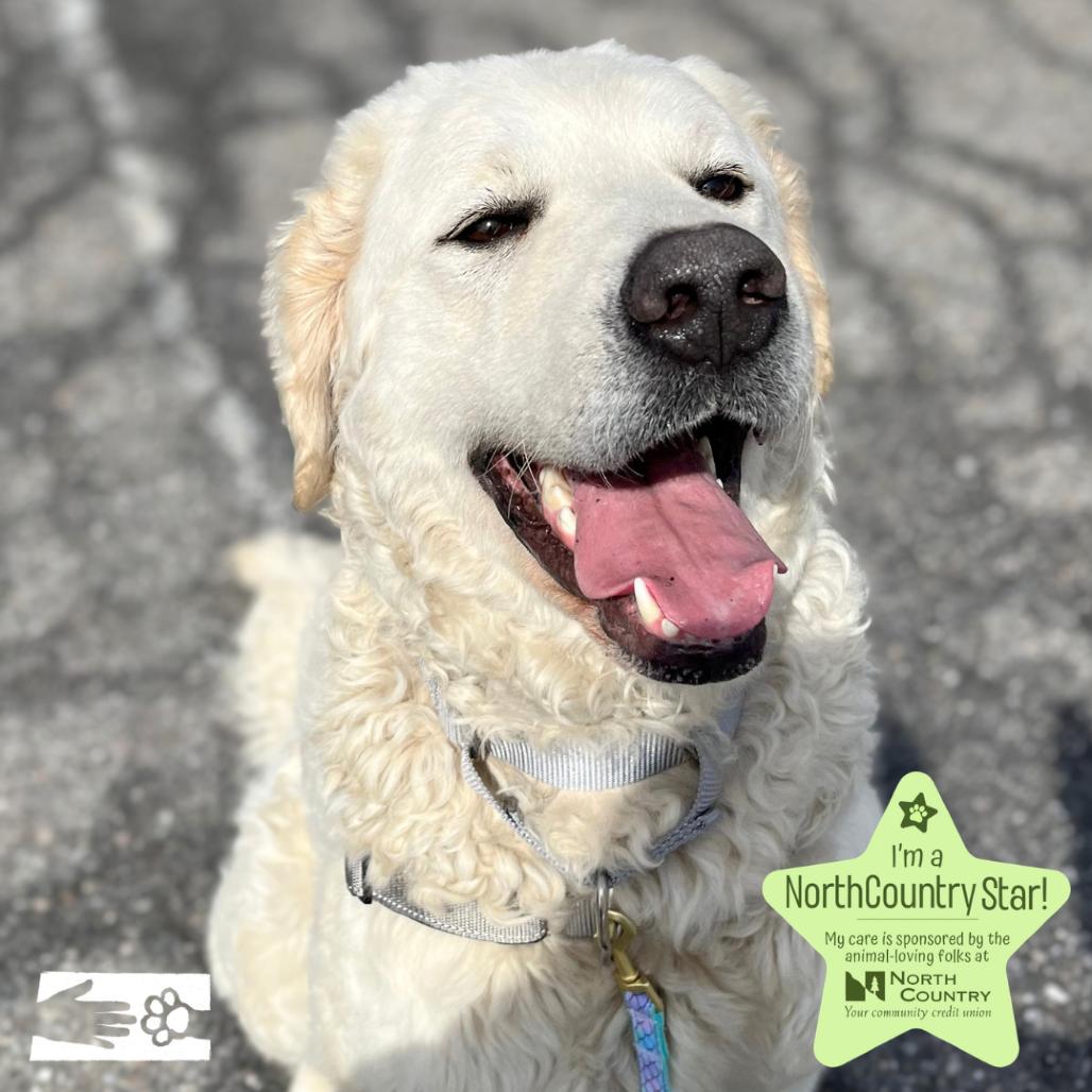 Enlarge Paloma, a Adoptable Kuvasz in South Burlington, VT image 2/6