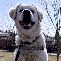 Enlarge Paloma, a Adoptable Kuvasz in South Burlington, VT image 2/6