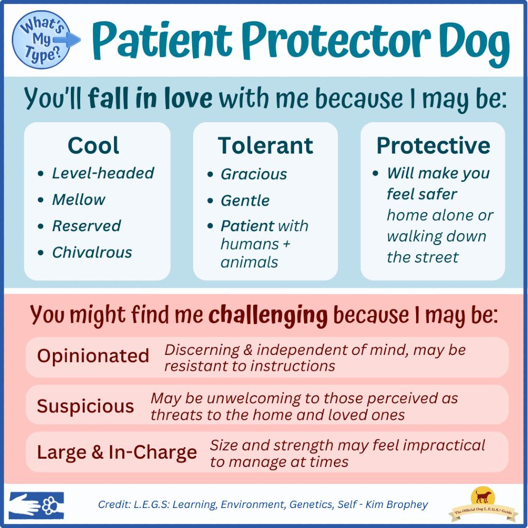 Enlarge Paloma, a Adoptable Kuvasz in South Burlington, VT image 3/6