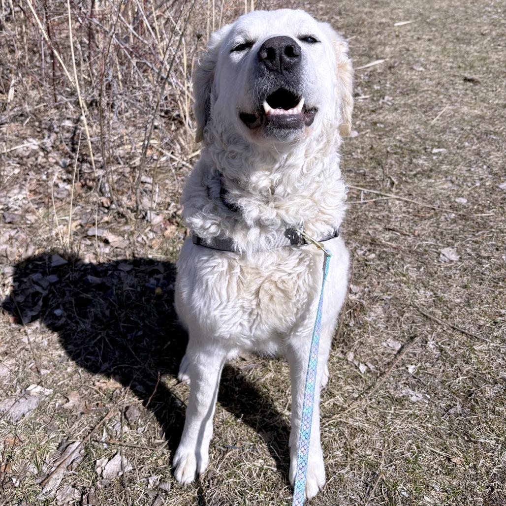 Enlarge Paloma, a Adoptable Kuvasz in South Burlington, VT image 4/6