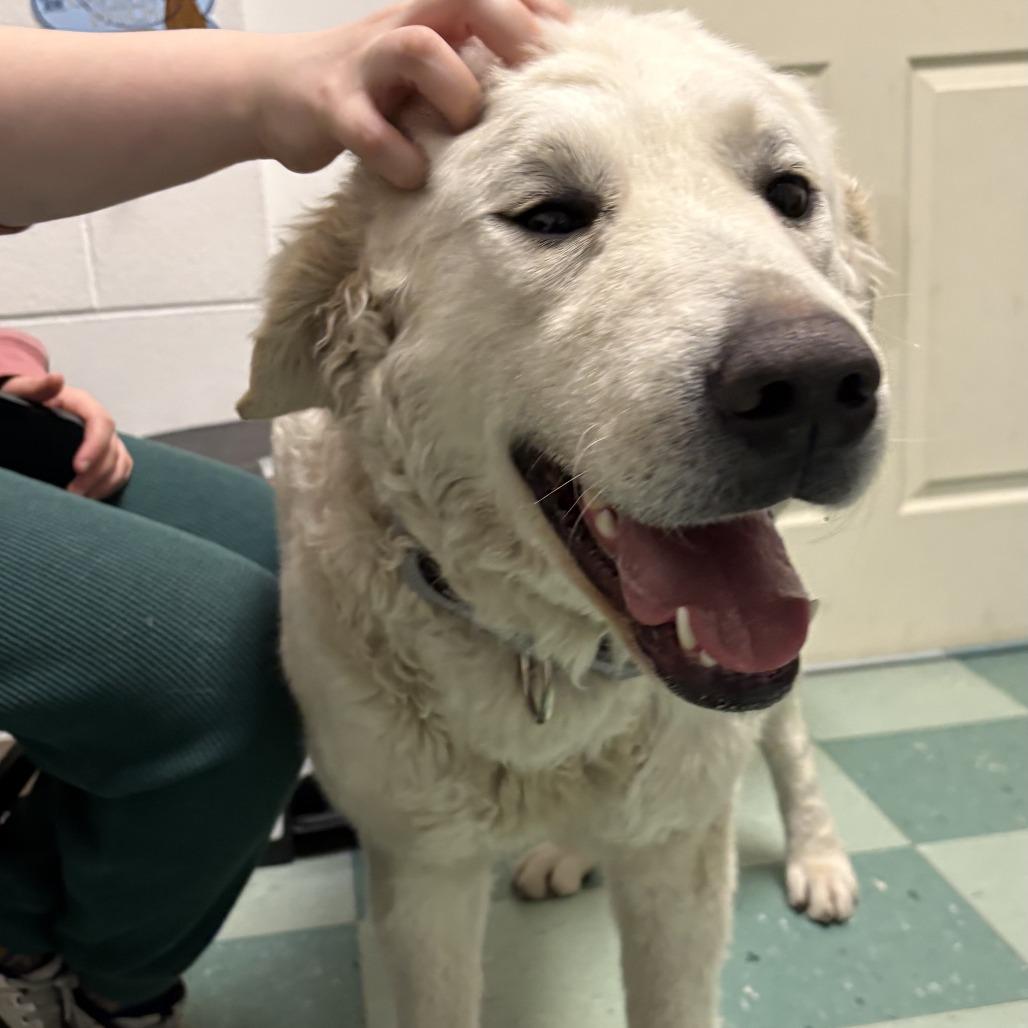 Enlarge Paloma, a Adoptable Kuvasz in South Burlington, VT image 3/6