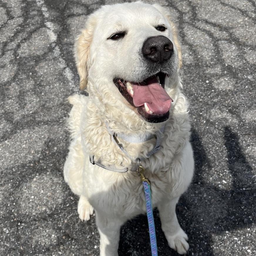 Enlarge Paloma, a Adoptable Kuvasz in South Burlington, VT image 5/6