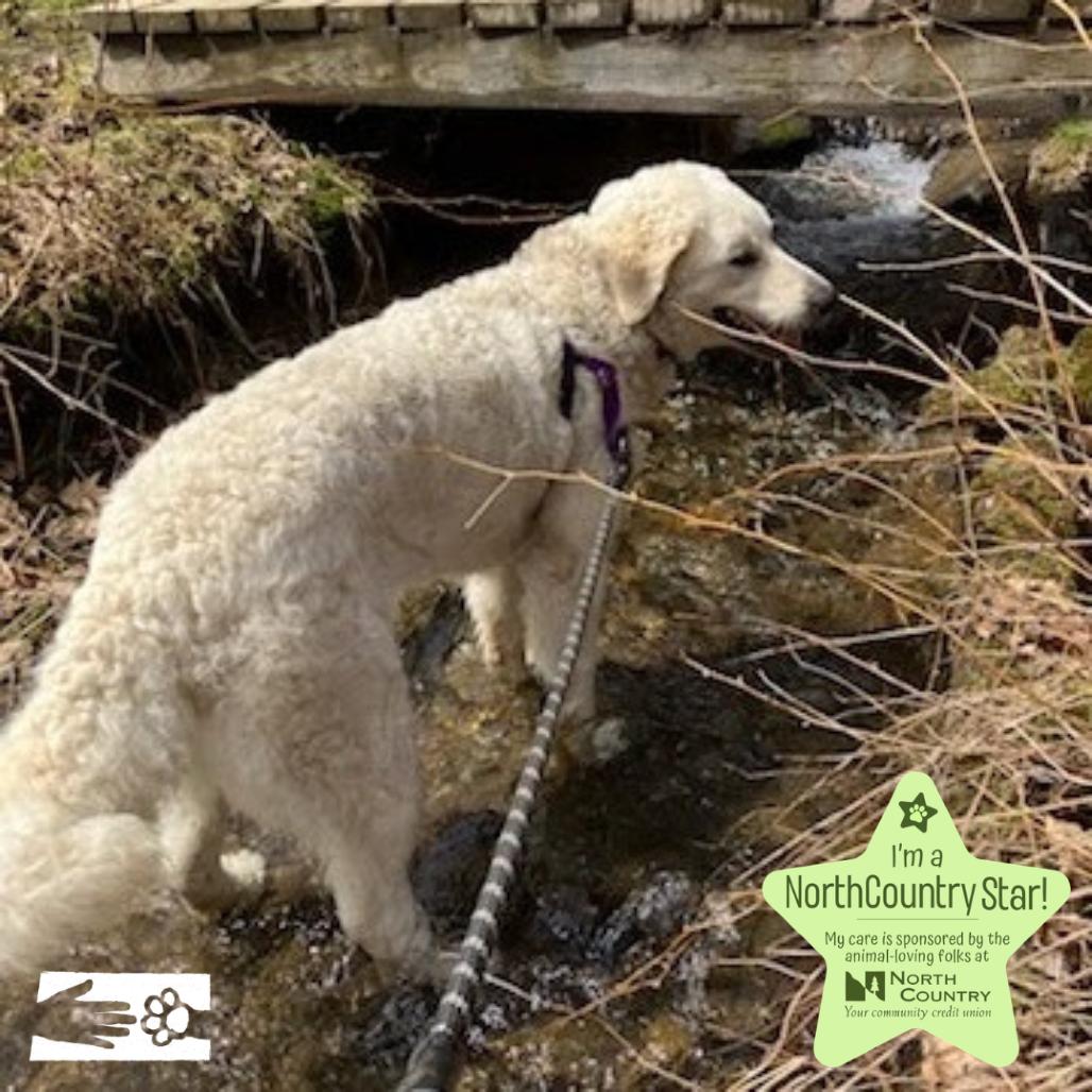 Enlarge Paloma, a Adoptable Kuvasz in South Burlington, VT image 6/6