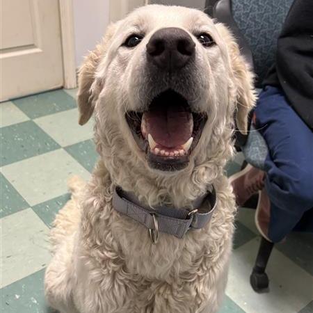 Enlarge Paloma, a Adoptable Kuvasz in South Burlington, VT image 6/6