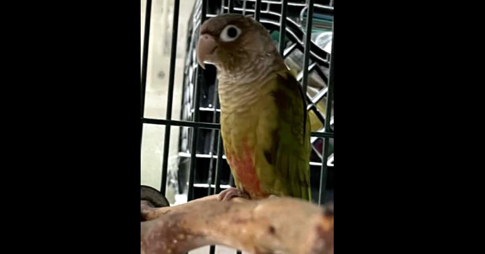 Willow, Adoptable, Adult Female Conure.