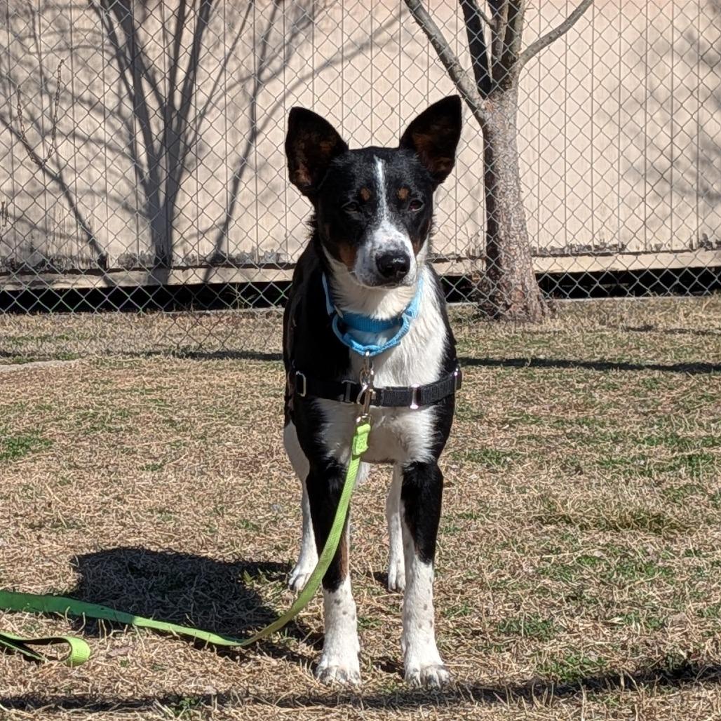 Short Cakes, Adoptable, Adult Female Cattle Dog.