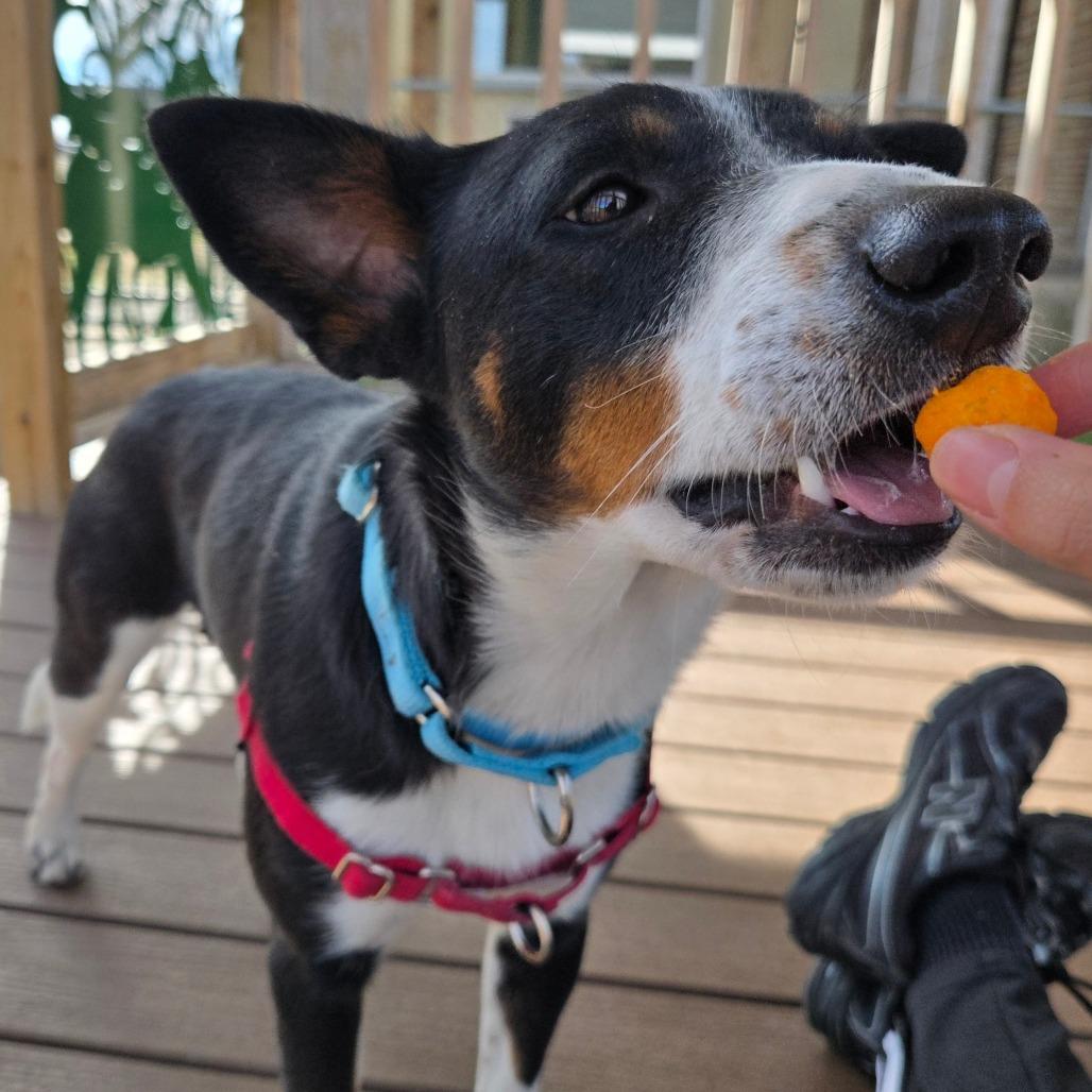 Enlarge Short Cakes, a Adoptable Cattle Dog in Tulsa, OK image 2/6