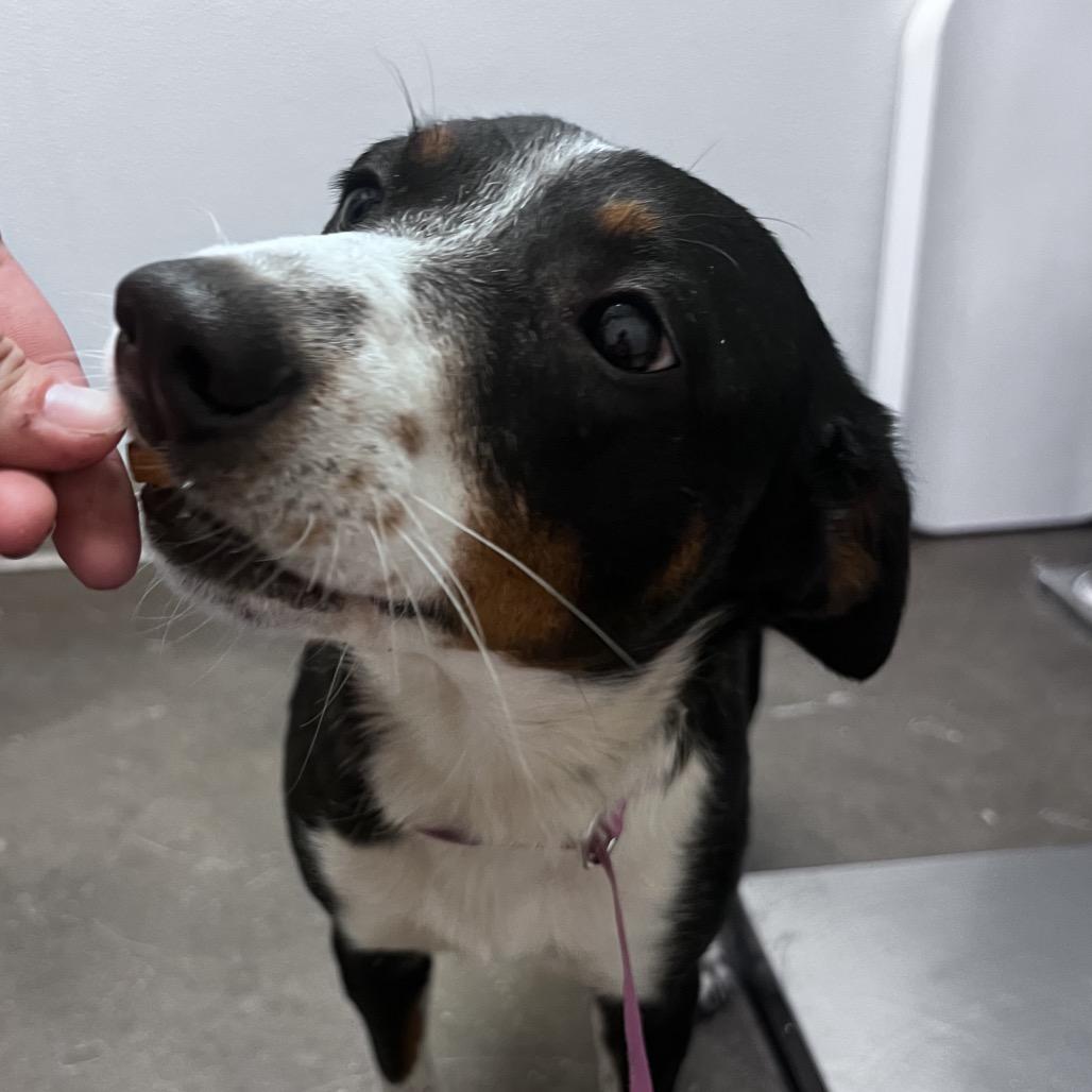 Enlarge Short Cakes, a Adoptable Cattle Dog in Tulsa, OK image 3/6