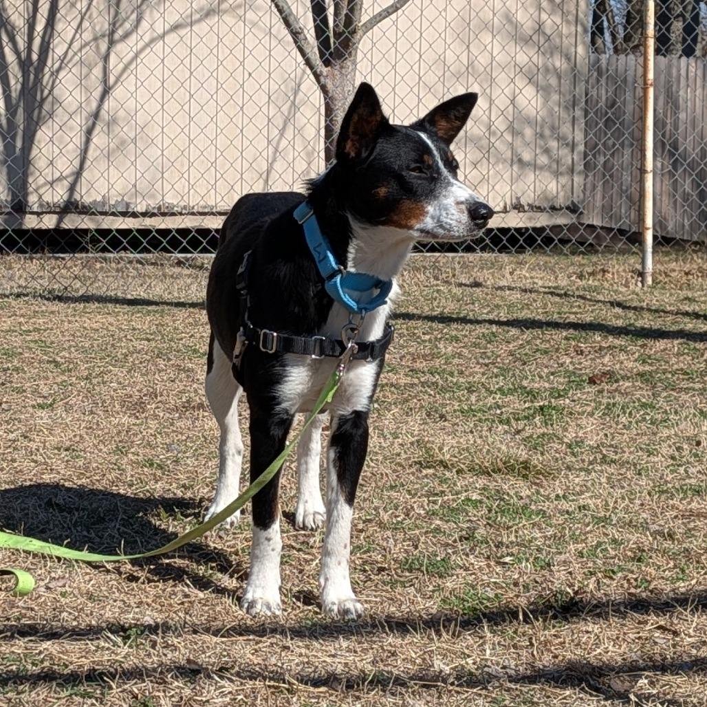 Enlarge Short Cakes, a Adoptable Cattle Dog in Tulsa, OK image 4/6