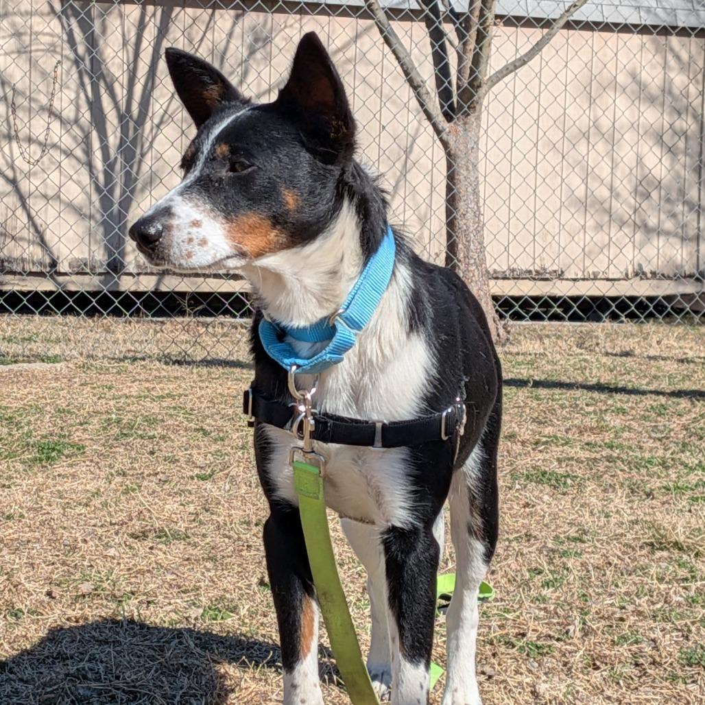 Enlarge Short Cakes, a Adoptable Cattle Dog in Tulsa, OK image 6/6