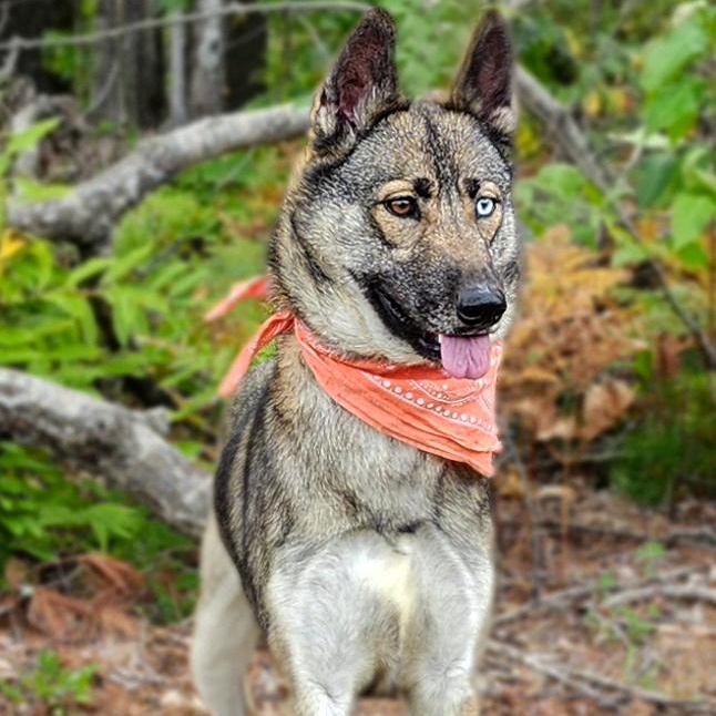 Luna, an adoptable mixed breed in Cheboygan, MI image 1/6