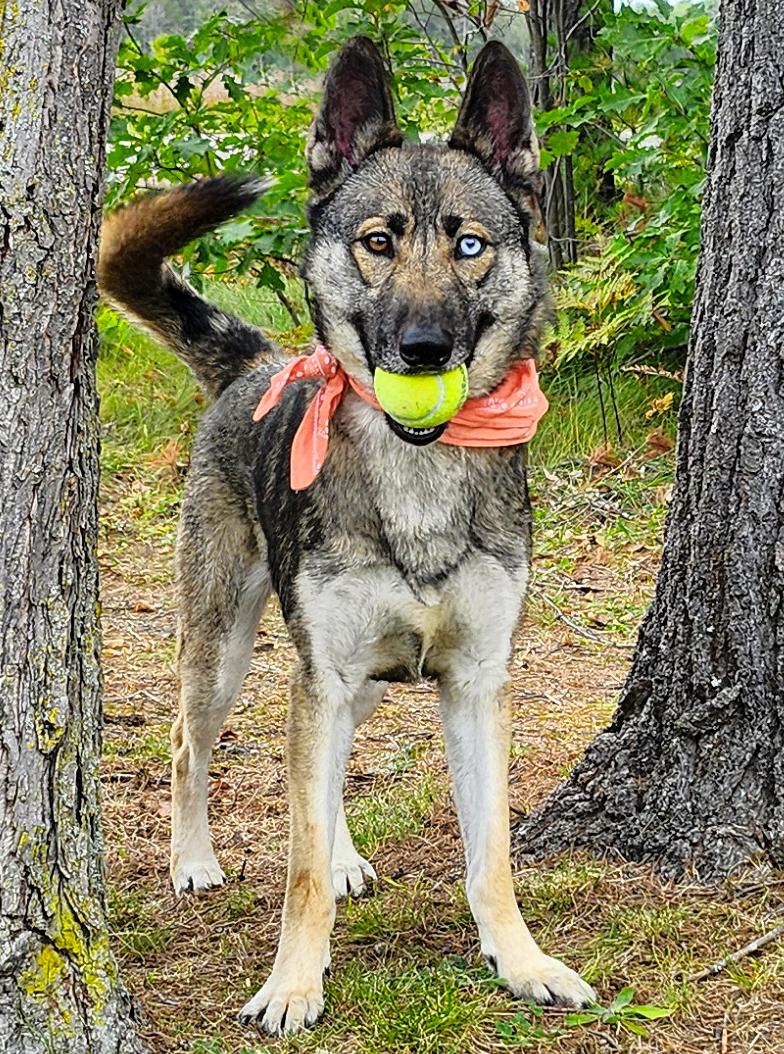 Luna, an adoptable Husky, German Shepherd Dog in Cheboygan, MI, 49721 | Photo Image 2