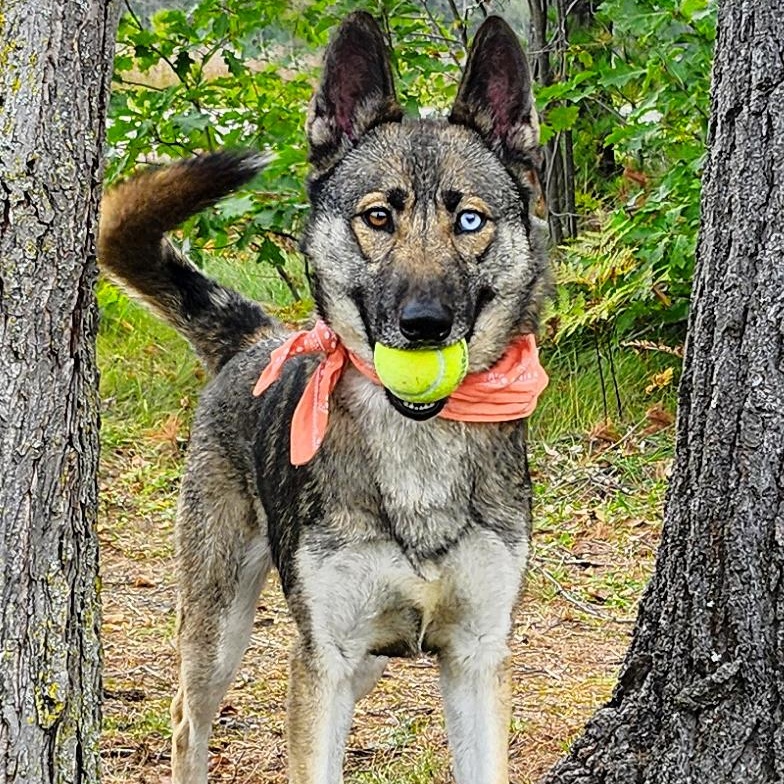 Luna, an adoptable mixed breed in Cheboygan, MI image 2/6