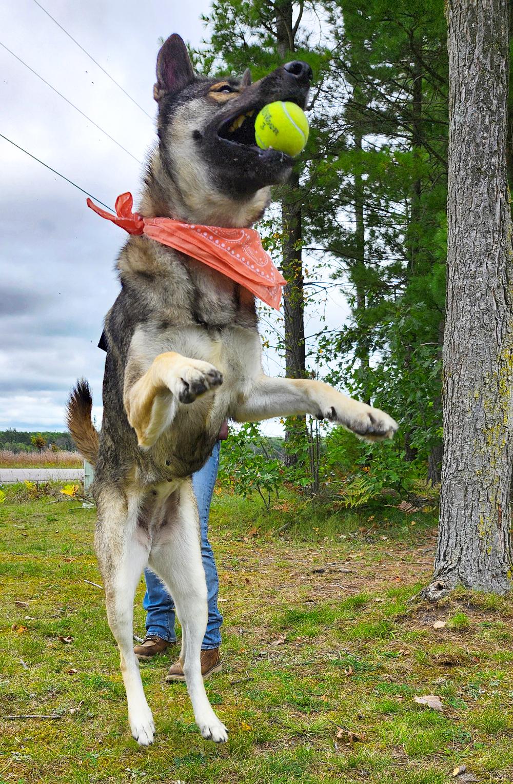 Luna, an adoptable Husky, German Shepherd Dog in Cheboygan, MI, 49721 | Photo Image 5