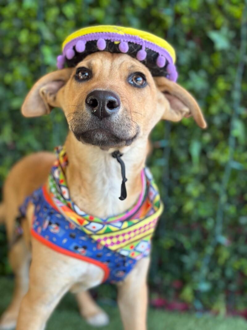 Ringo