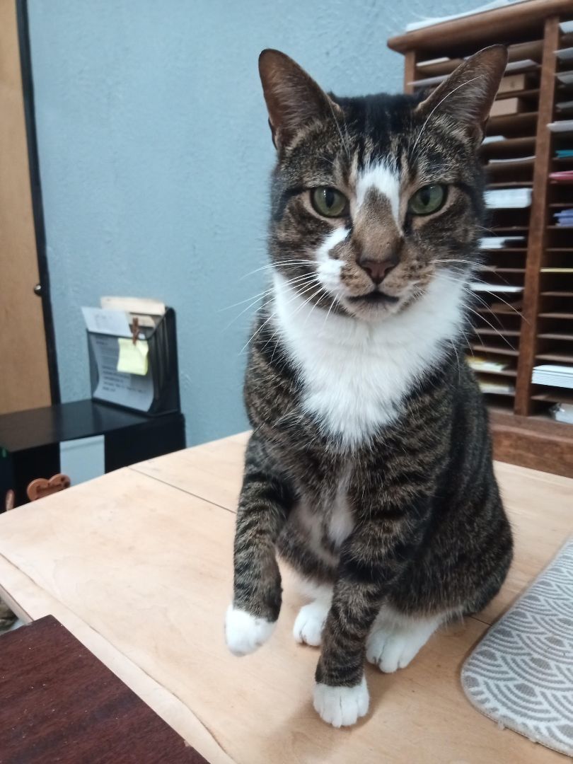 Enlarge Northstar, a Adoptable Domestic Short Hair in Camden, TN image 2/3