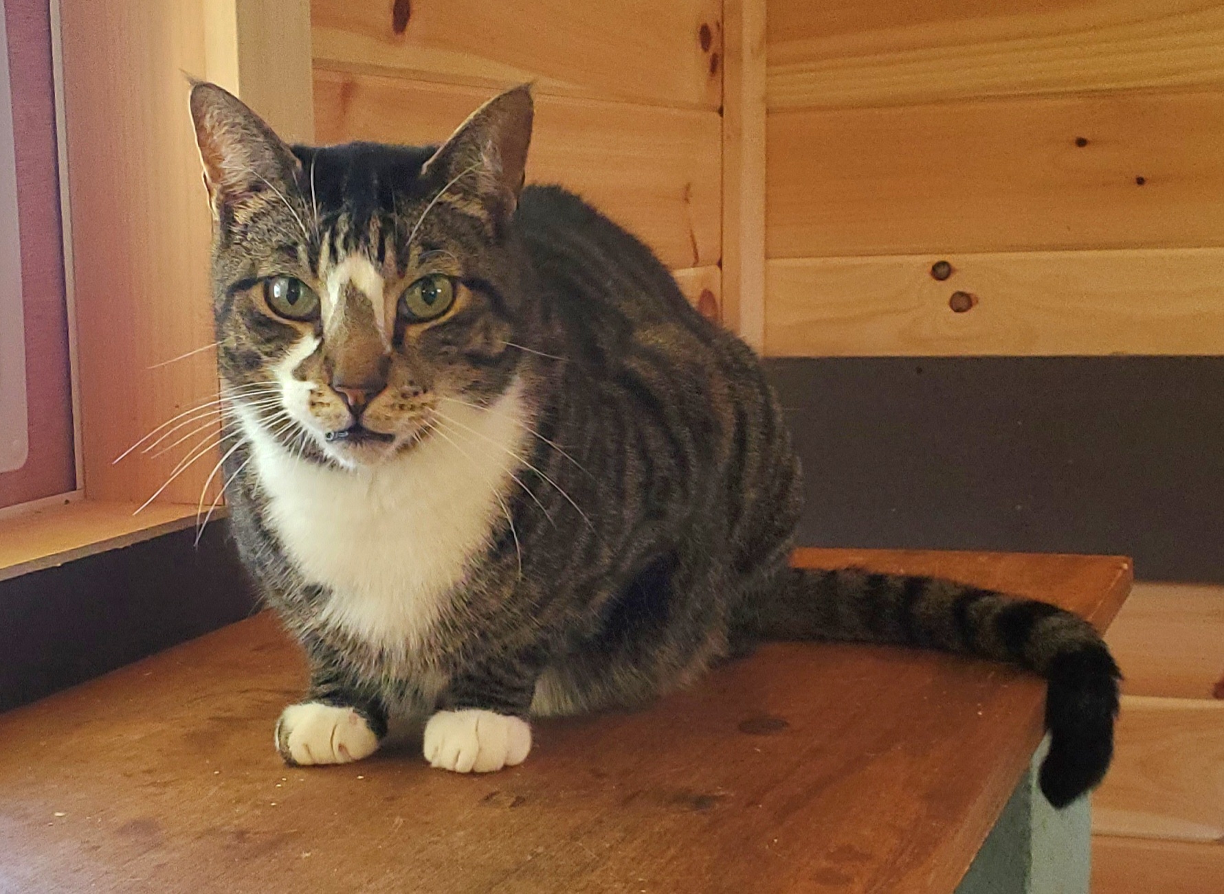 Enlarge Northstar, a Adoptable Domestic Short Hair in Camden, TN image 1/3