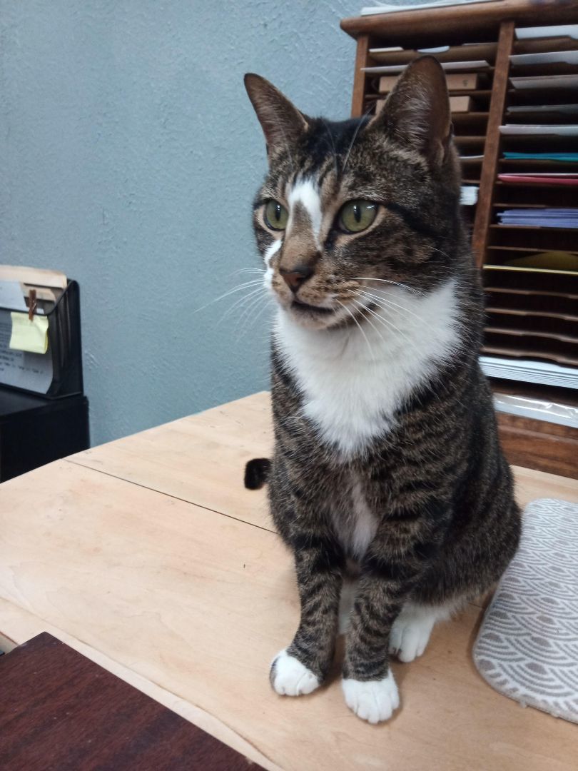 Enlarge Northstar, a Adoptable Domestic Short Hair in Camden, TN image 3/3