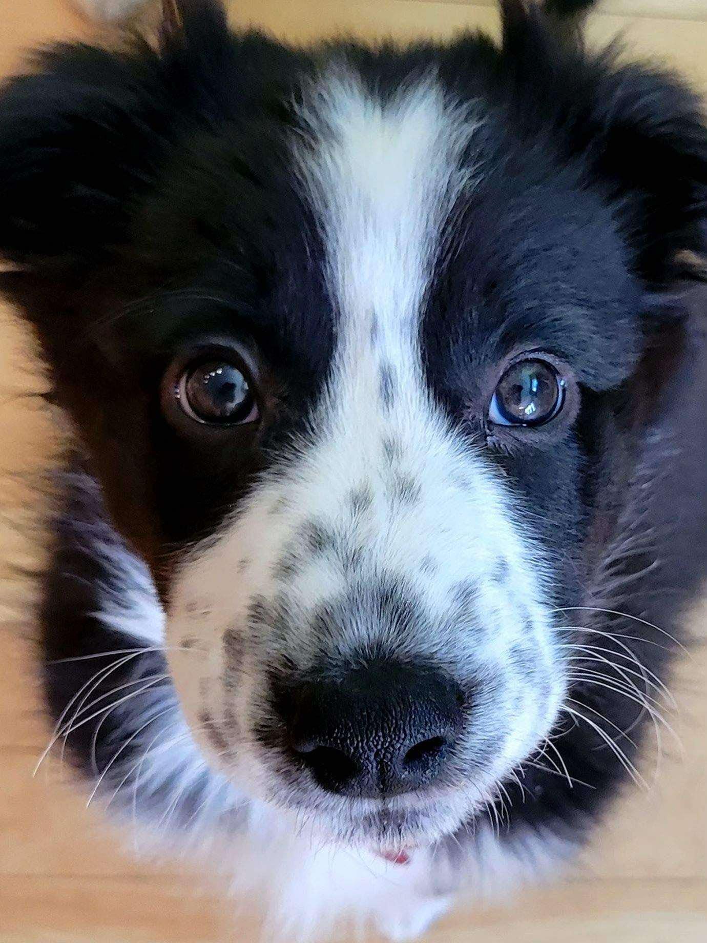 Enlarge Bridgerton pups (boys and girls), a Adoptable mixed breed in Minneapolis, MN image 1/6