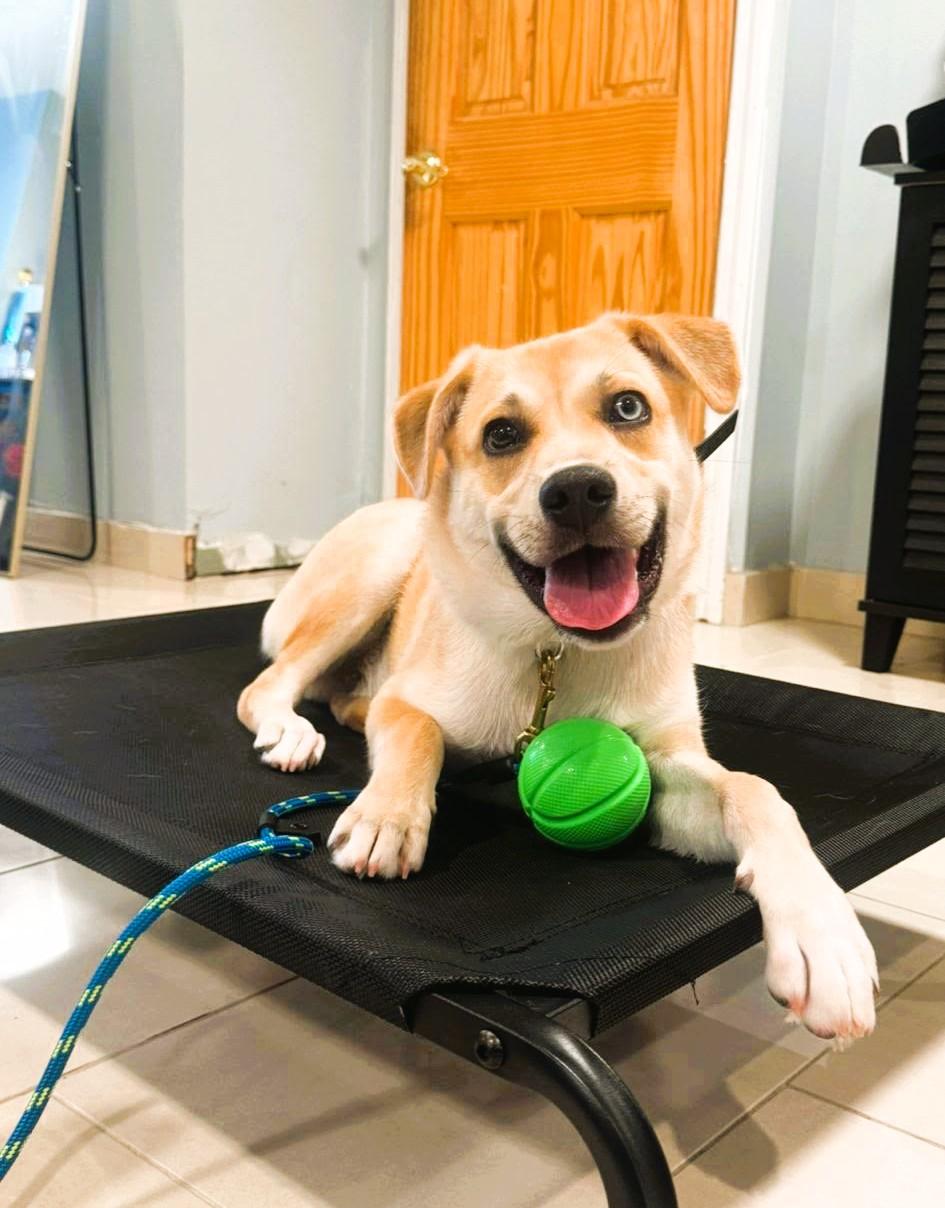 Ace, a Adoptable mixed breed in South Ozone Park, NY image 1/3