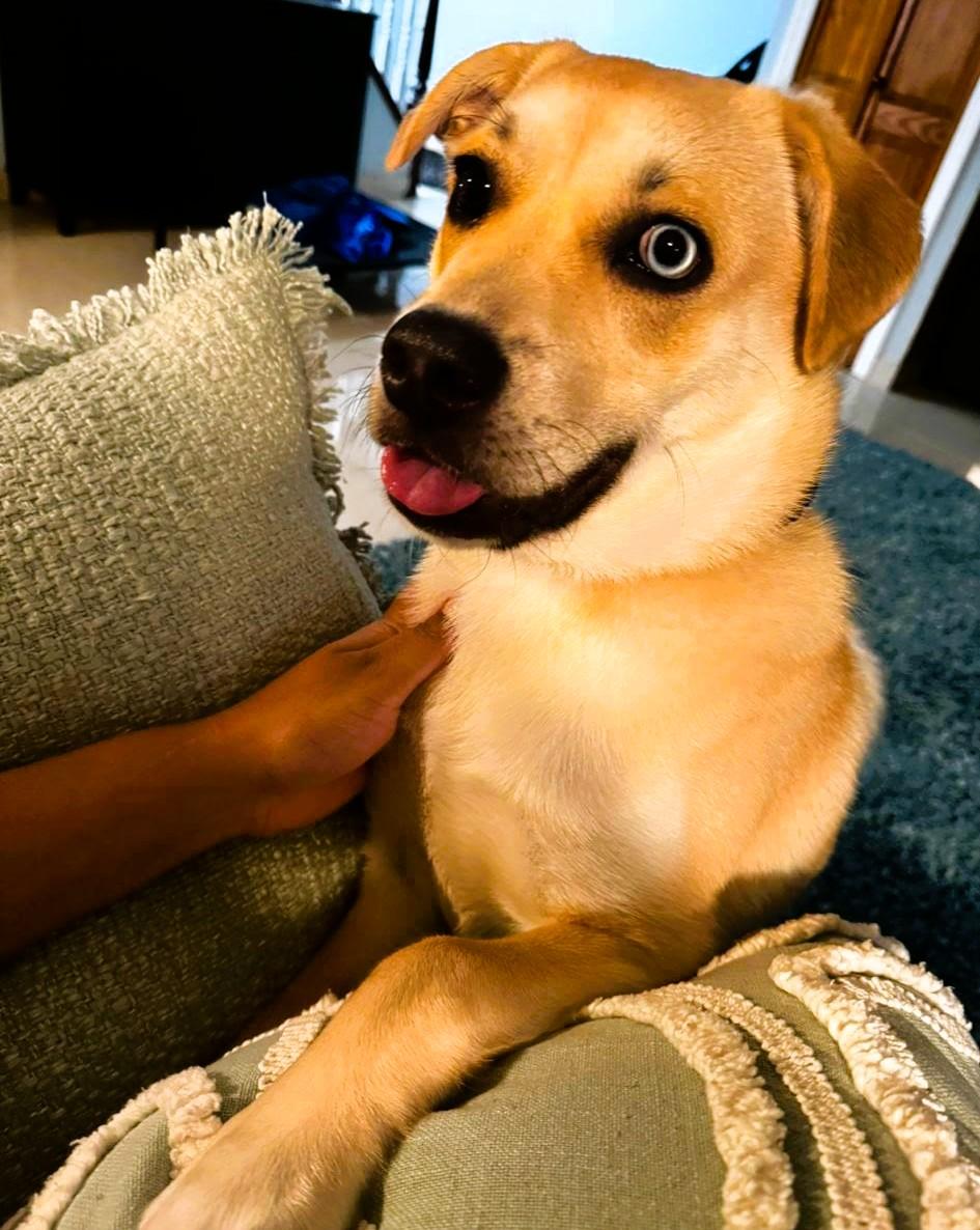 Ace, a Adoptable mixed breed in South Ozone Park, NY image 2/3