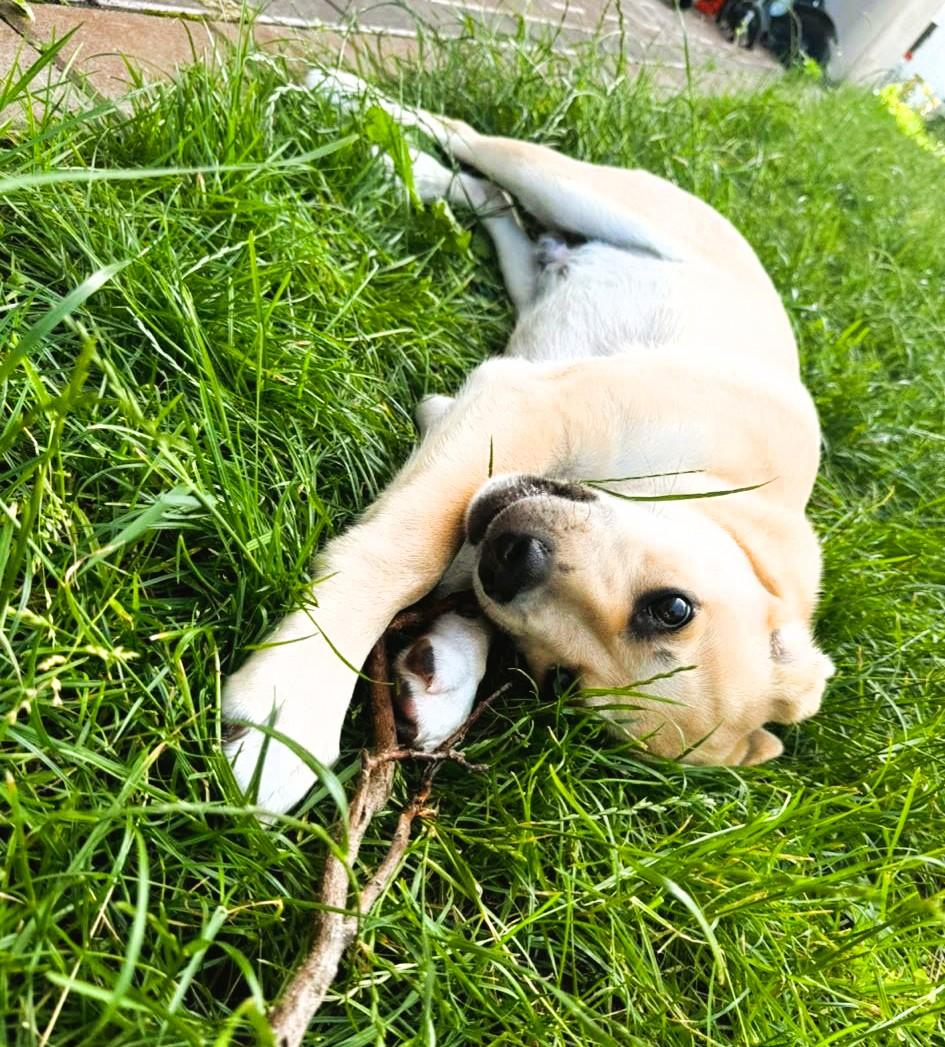 Ace, a Adoptable mixed breed in South Ozone Park, NY image 3/3